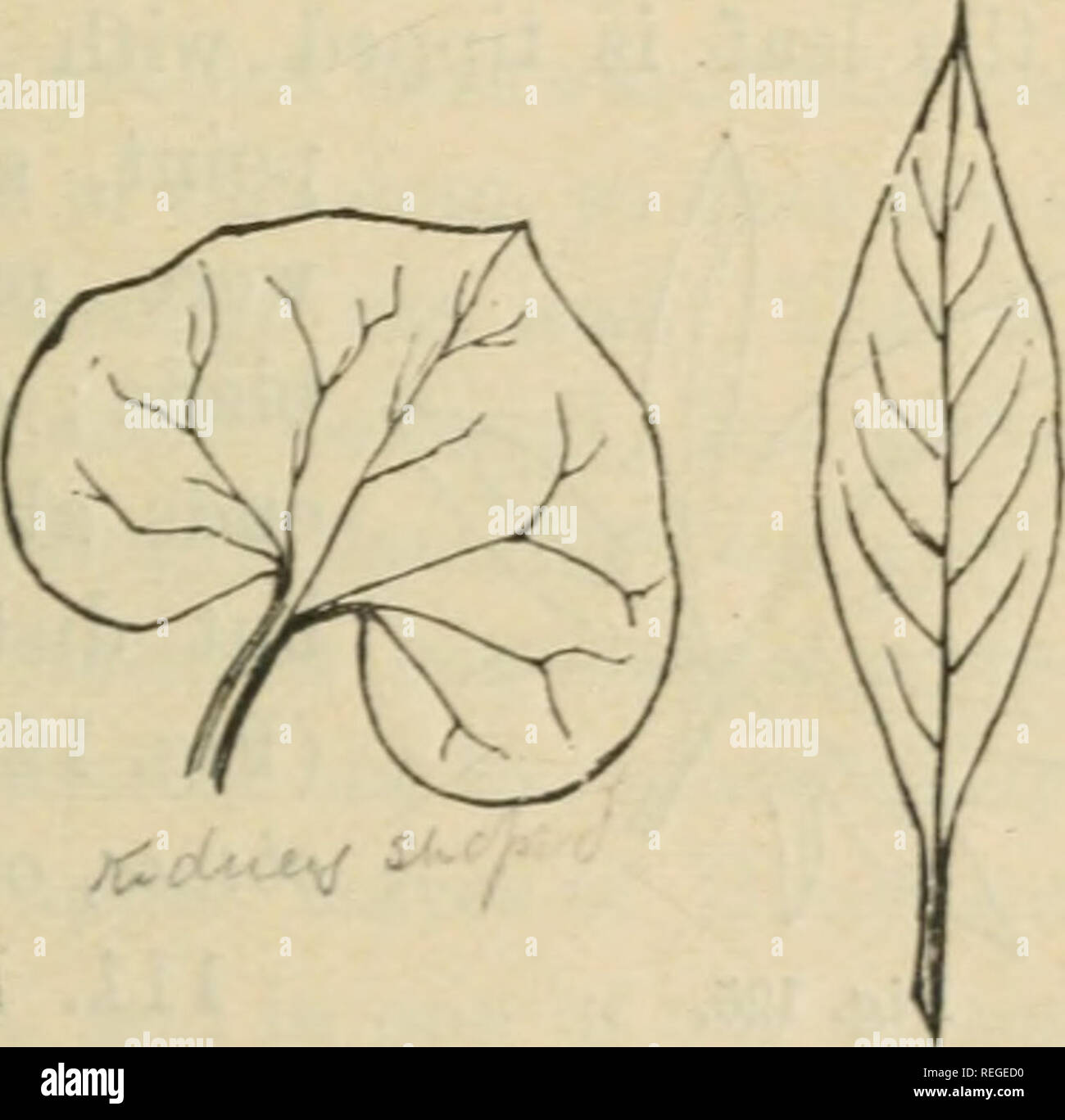. Il comunemente verificatesi piante selvatiche di Canada, e più in particolare della provincia di Ontario : una flora per l uso dei principianti. La botanica; botanica; piante. Fig. 120. Fig. 121. Fig. 122. e saranno facilmente compresi da figure allegate. Se il picciolo è attaccato a qualsiasi parte della superficie inferiore della foglia, anziché al bordo del battente è peltate (scudo- sagomato) (Fig. 123). 109. Lascia che sono lobate sono solitamente descritto da indicando se essi sono palmately o pinnately venato, ex, il numero di lobi è in genere. Si prega di notare che queste immagini vengono estratte dalla pagina sottoposta a scansione Foto Stock