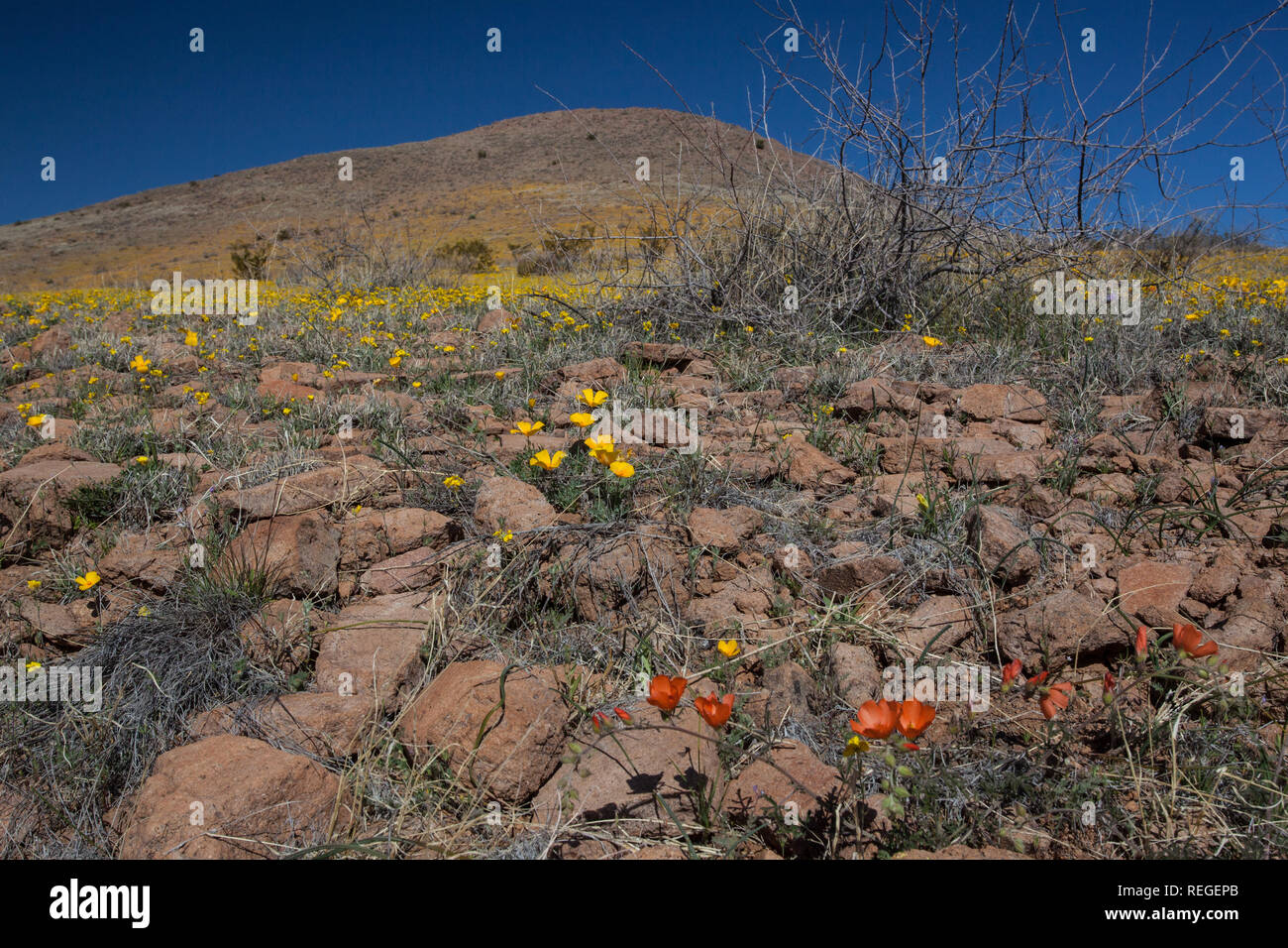 Giallo e rosso fiori selvatici nelle montagne Peloncillo del Southwestern New Mexico vicino a Lordsburg Foto Stock