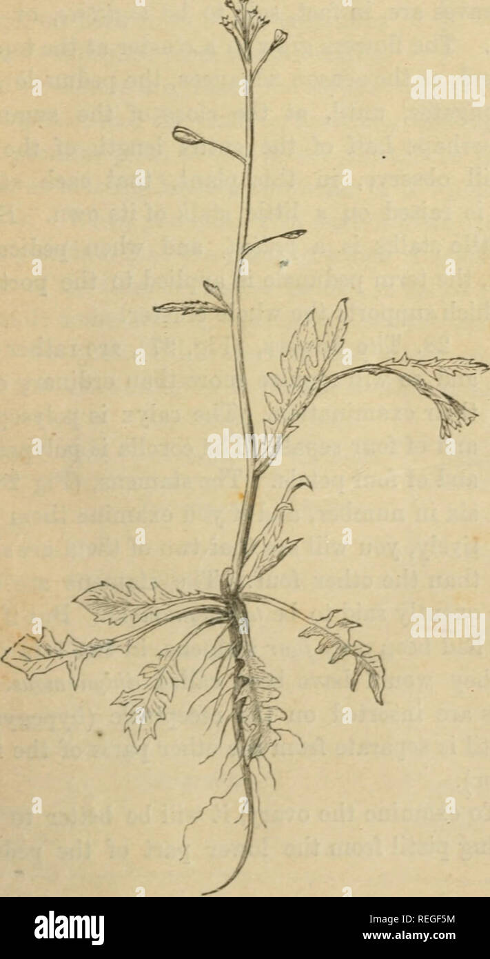 . Il comunemente verificatesi piante selvatiche di Canada, e più in particolare della provincia di Ontario : una flora per l uso dei principianti. La botanica; botanica; piante. Elementi strutturali di botanica. 2X Capitolo IV. Esame DI ALTRE PIANTE COMUNI CON HYPOGYNOUS stami, pastore la borsetta. ROUND-LEA^'ED malva. 27. Passiamo ora ad esaminare alcune piante, fiori dei quali presentano, nella loro struttura, impor- tant variazioni da tlie Buttercup, Hepatica e Marsh-Marigold.. Si prega di notare che queste immagini vengono estratte dalla pagina sottoposta a scansione di immagini che possono essere state migliorate digitalmente per la leggibilità - c Foto Stock