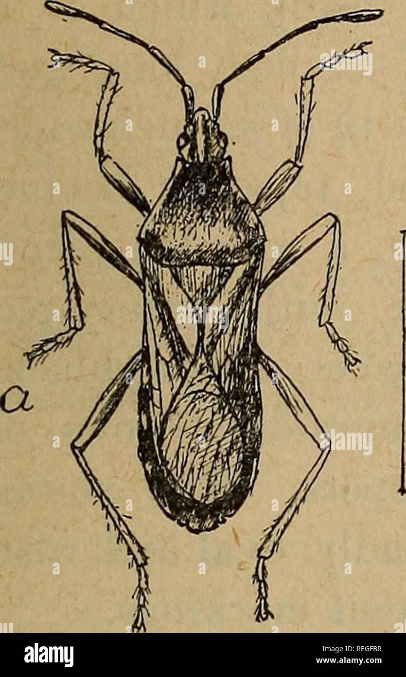 . Comune di insetti pregiudizievole del Kansas. Pesti di insetto. Insetti attaccando orto. 57. Fig. 28. Squash-bug, descrizione e Life-history.-l'adulto è un insetto familiare. Le sue grandi dimensioni e odore disgustoso rendono cospicua. È arrugginita sopra nero e giallo ocra-giallo essere- neath. Esso passa l'inverno allo stadio adulto sotto commissioni, registri o altra copertura- ing. Esso non viene visualizzato nel campo da squash patch fino a tarda primavera, spesso non fino al mese di giugno o luglio. Le uova sono poste sui lati al di sotto delle foglie di zucca in piccole patch. Il giovane bug quando in primo luogo hanno tratteggiato un corpo verde, con testa Foto Stock