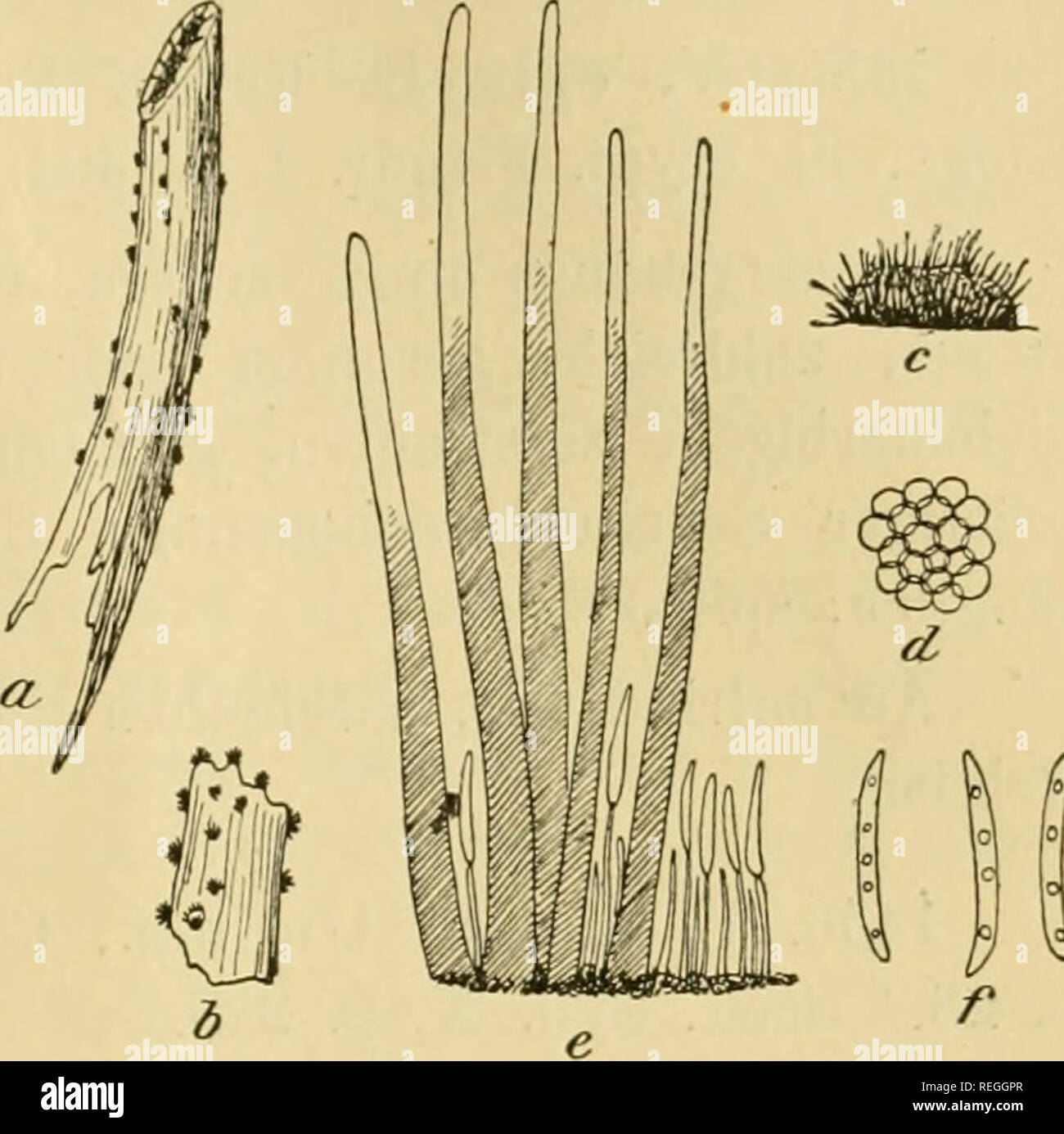 . Il dott. L. Rabenhorst's Kryptogamen-Flora von Deutschland, Oesterreich und der Schweiz. Alle crittogame -- Germania; alle crittogame -- Austria; alle crittogame -- la Svizzera. Vermicularia 493 Vermicularia Dematium (Pers.) Le patatine fritte a. Stengelstiickchen mit dem Pilz in natürlicher Grösse. h. Ein mehr vergrössertes Stengel- stückchen mit dem Pilz. c. Ein sehr stark vergrössertes Fruchtgehäuse. d. Kleiner Theil eines solchen, noch stärker vergrössert. e. Borsten des Fruchtgehäuses Mit einem Theil des Hyme- niums. f. Sporen, Stark vergrössert. Alles nach Sacc, F. italici, Tafel 1446.. Vermicularia Wallrothii sacc. a. Foto Stock