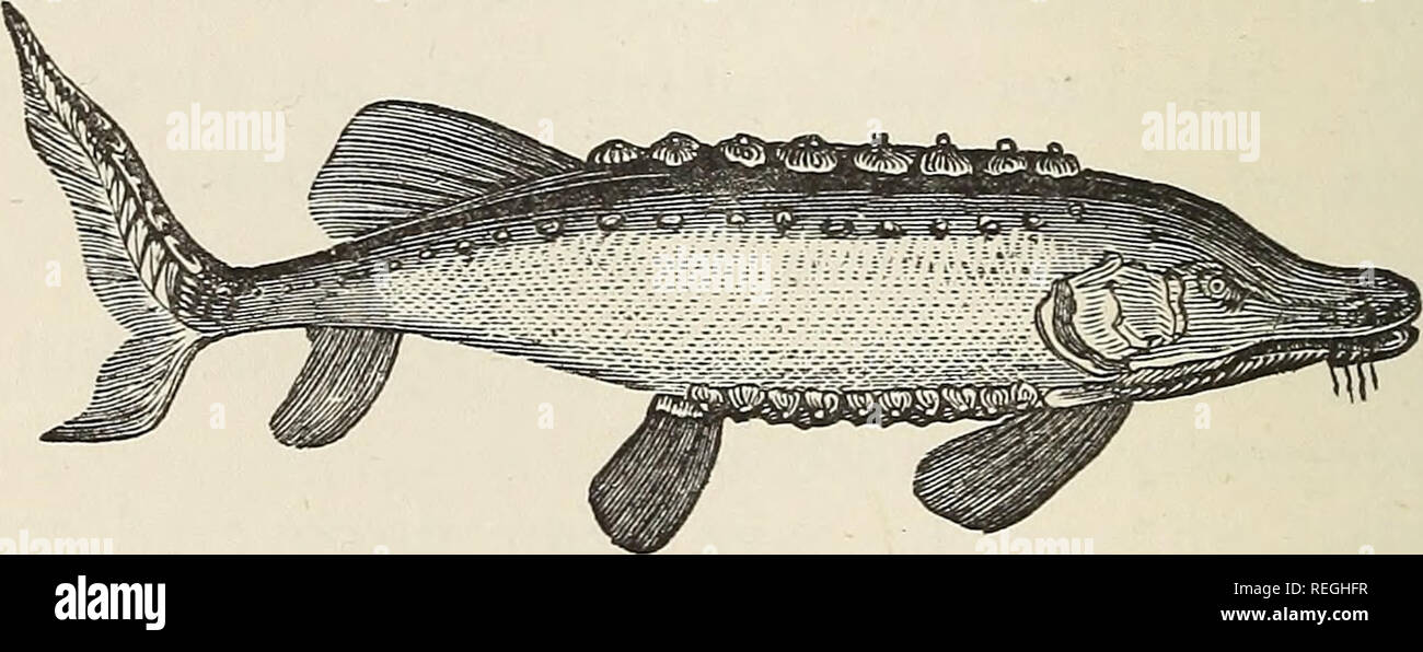 . I prodotti commerciali del mare;. Pesca; frutti di mare. 240 i prodotti commerciali del mare. A. Lichtensteinii; anche A. maculosiis e A. oxyrhynchus dal Nord America. Colla di pesce ha, in una misura, aveva il suo consumo controllato dal suo prezzo elevato e sostituti vengono impiegati, quali la gelatina (di cui essa stessa è la forma più pura). Si tratta di un molto nutriente e di natura unirritating, mirabilmente adattato per i malati camera, e la preparazione di alcune forme di pasticceria e cucina, oltre ad essere impiegato sia esternamente che internamente in medicina, nella preparazione della corte intonaco, Foto Stock . I prodotti commerciali del mare;. Pesca; frutti di mare. 240 i prodotti commerciali del mare. A. Lichtensteinii; anche A. maculosiis e A. oxyrhynchus dal Nord America. Colla di pesce ha, in una misura, aveva il suo consumo controllato dal suo prezzo elevato e sostituti vengono impiegati, quali la gelatina (di cui essa stessa è la forma più pura). Si tratta di un molto nutriente e di natura unirritating, mirabilmente adattato per i malati camera, e la preparazione di alcune forme di pasticceria e cucina, oltre ad essere impiegato sia esternamente che internamente in medicina, nella preparazione della corte intonaco, Foto Stock
