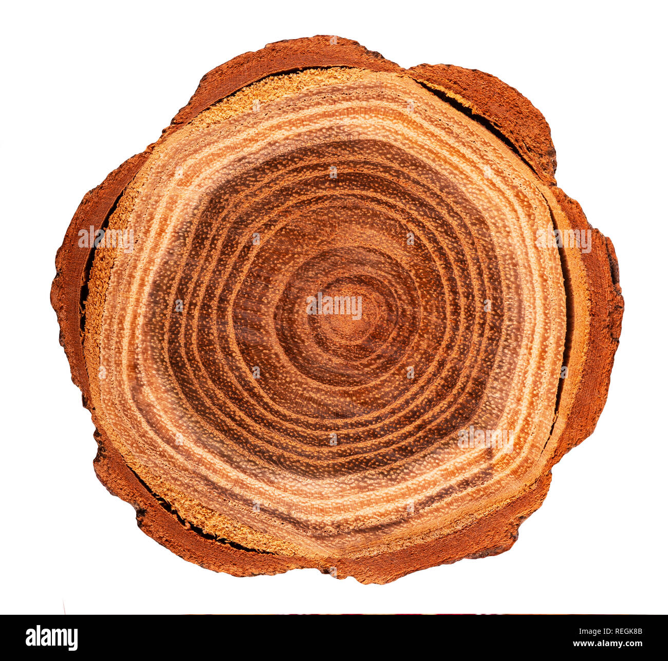 Il blocco di legno tagliato da un albero isolato su bianco. Foto Stock