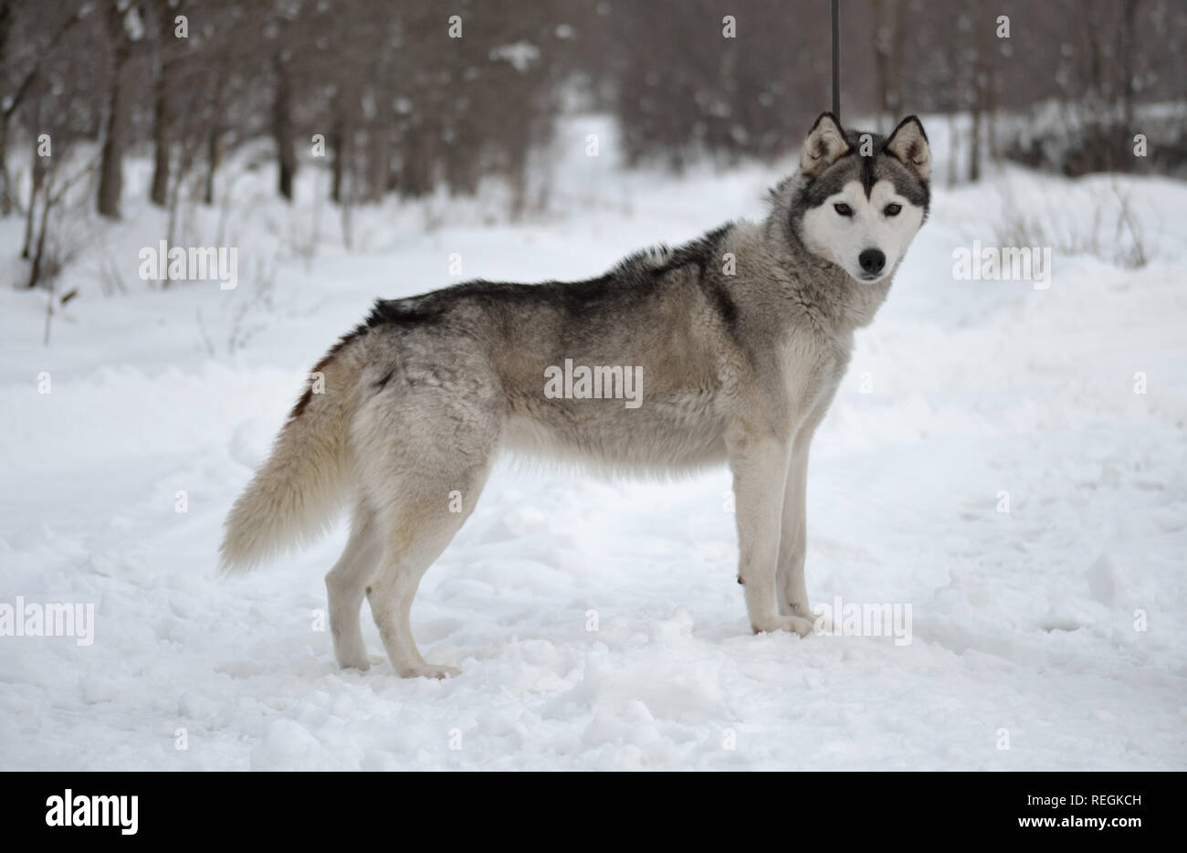 Cane Husky siberiano femmina grigio chiaro e bianco con occhi marroni sulla neve di fronte alla foresta, Canis lupus familiaris Foto Stock