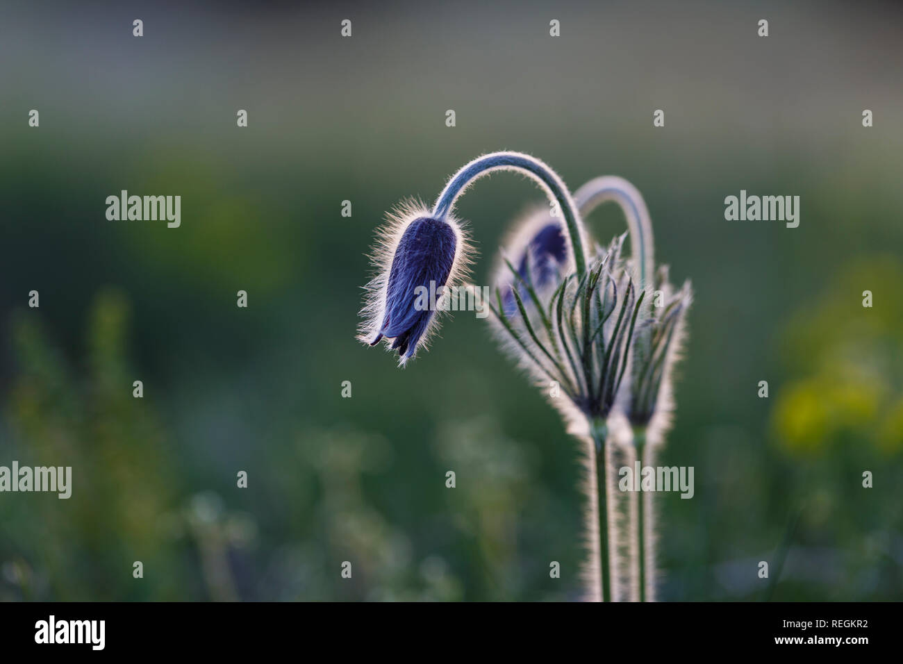 Pulsatilla fiore o Pasqua fiore che sboccia, soffice erba verde sfondo, fiore di primavera Foto Stock