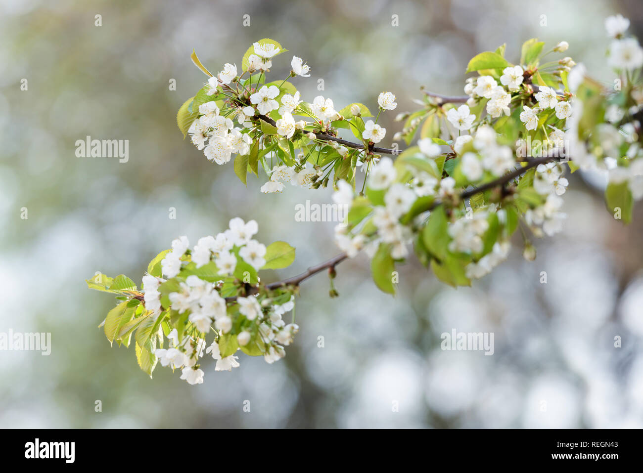 Bianco Ciliegio fiori sul tempo primaverile. Macro fotografia naturalistica Foto Stock