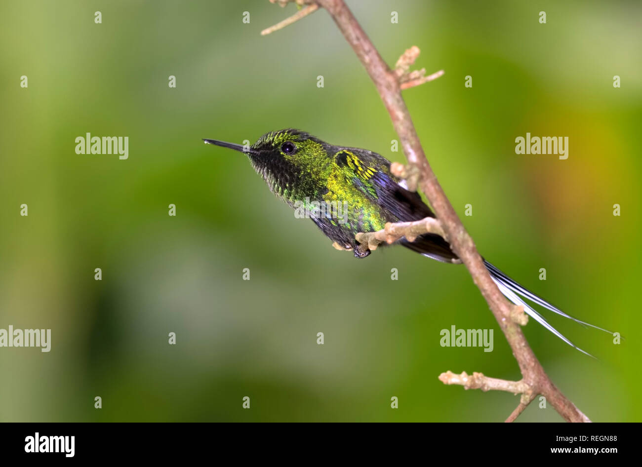 Il verde (thorntail Discosura conversii), piccole colibrì della foresta, Costa Rica Foto Stock