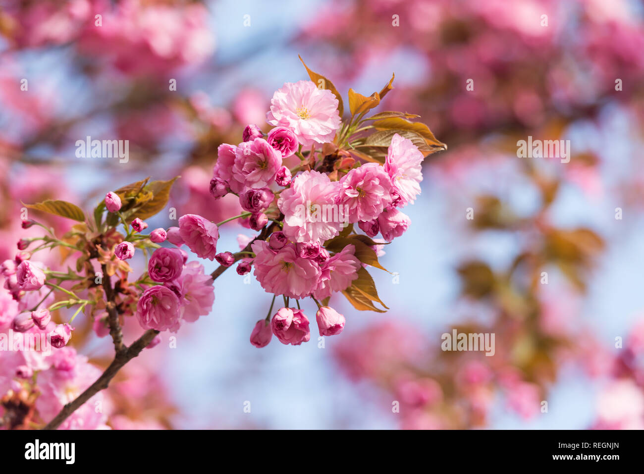 Rosa sakura fiori sulla molla cherrys rametti. In primavera la natura sullo sfondo Foto Stock