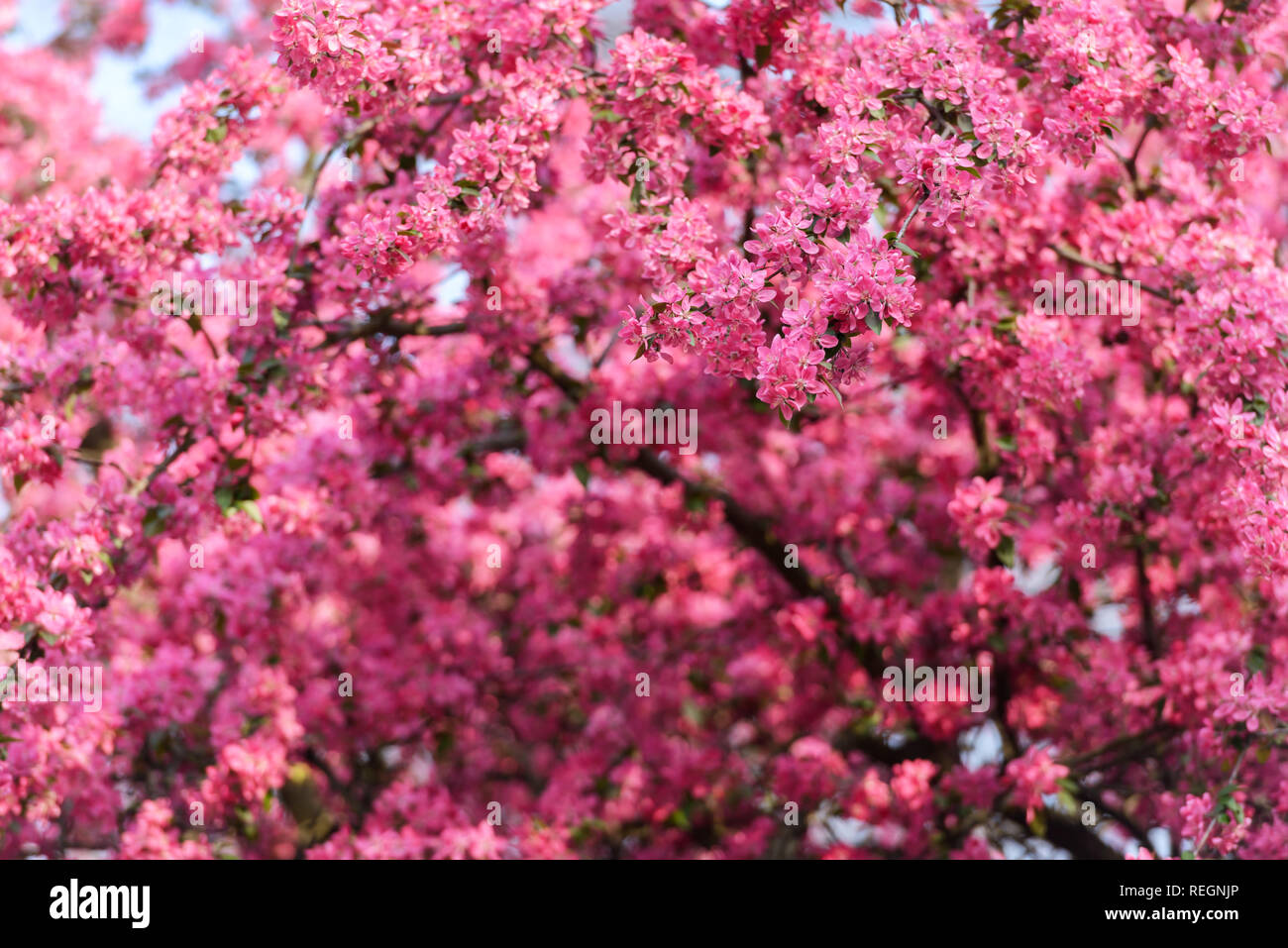 Rosa sakura fiori sulla molla cherrys rametti. In primavera la natura sullo sfondo Foto Stock