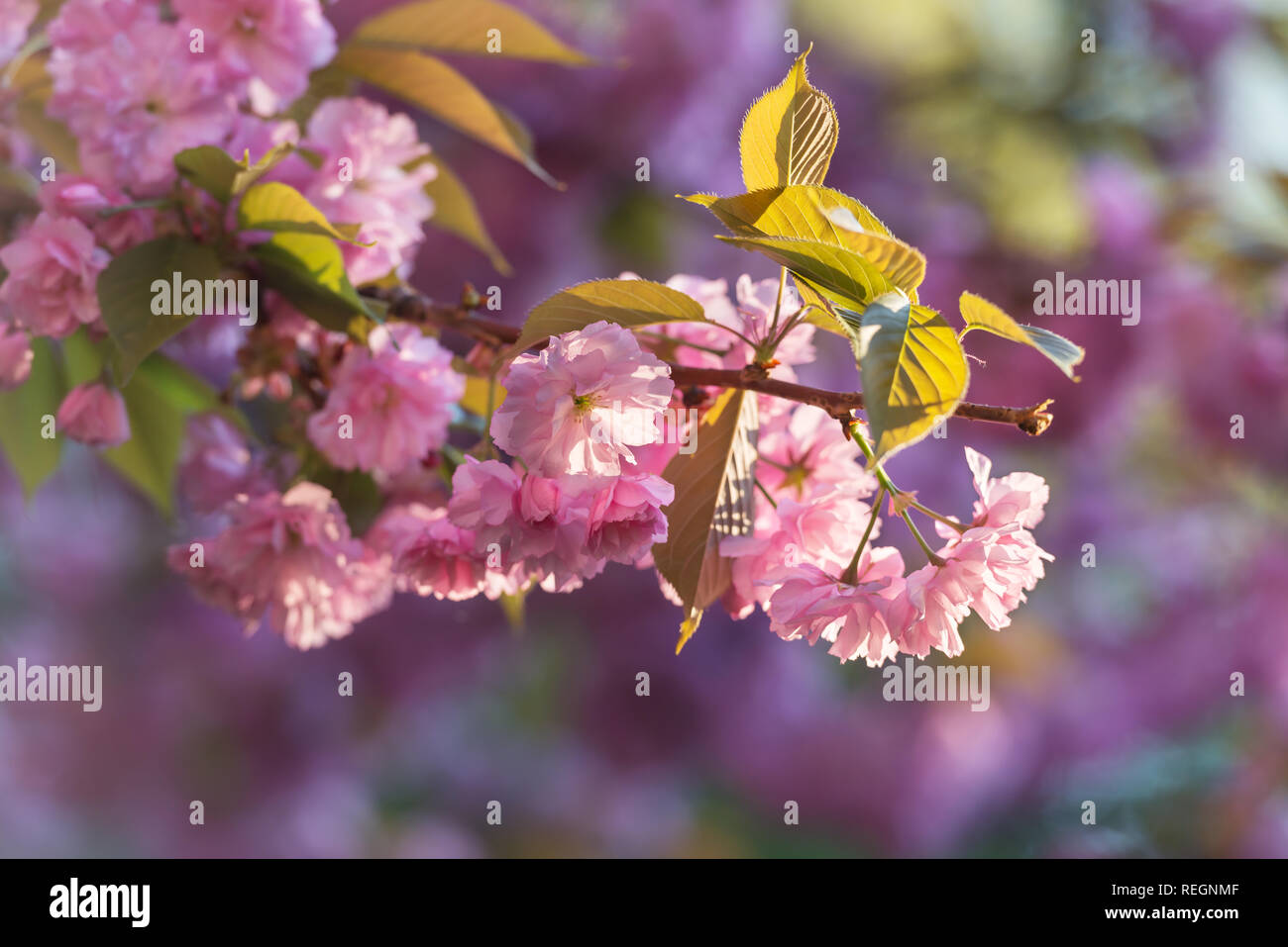 Rosa sakura fiori sulla molla cherrys rametti. In primavera la natura sullo sfondo Foto Stock