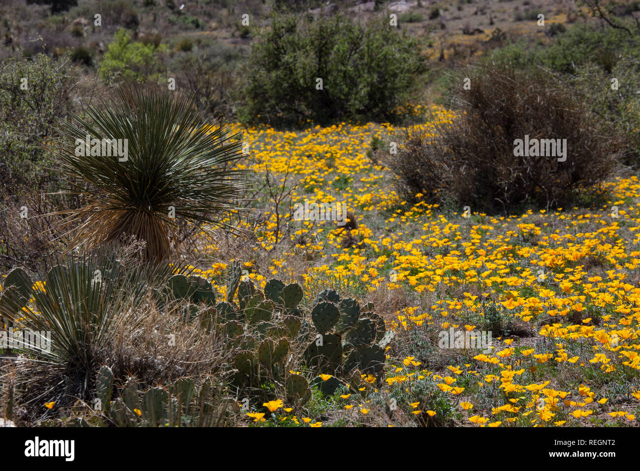 Il giallo di fiori di campo surround piante di yucca nel deserto al di fuori di Deming, Nuovo Messico Foto Stock