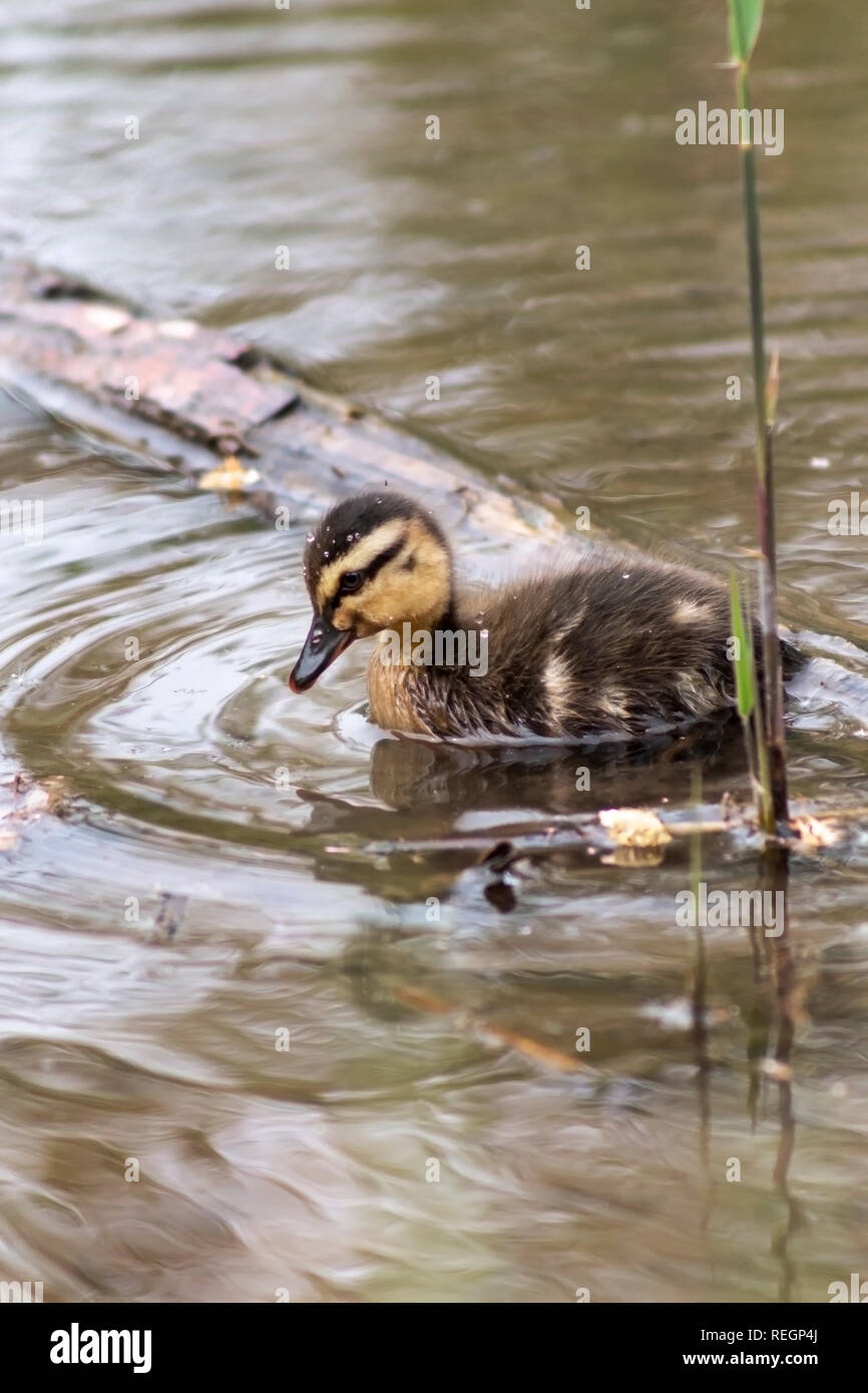 Baby Mallard anatroccolo andando per una nuotata Foto Stock