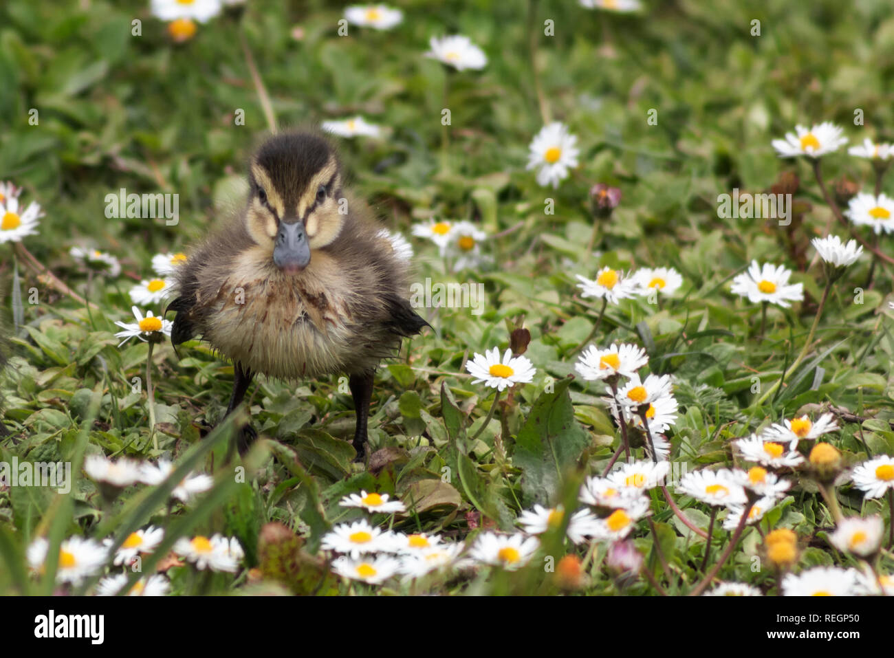 Carino baby Mallard anatroccolo in posa per la fotocamera Foto Stock