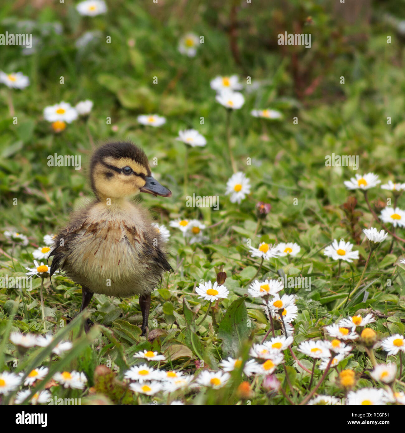 Carino baby Mallard anatroccolo in posa per la fotocamera Foto Stock