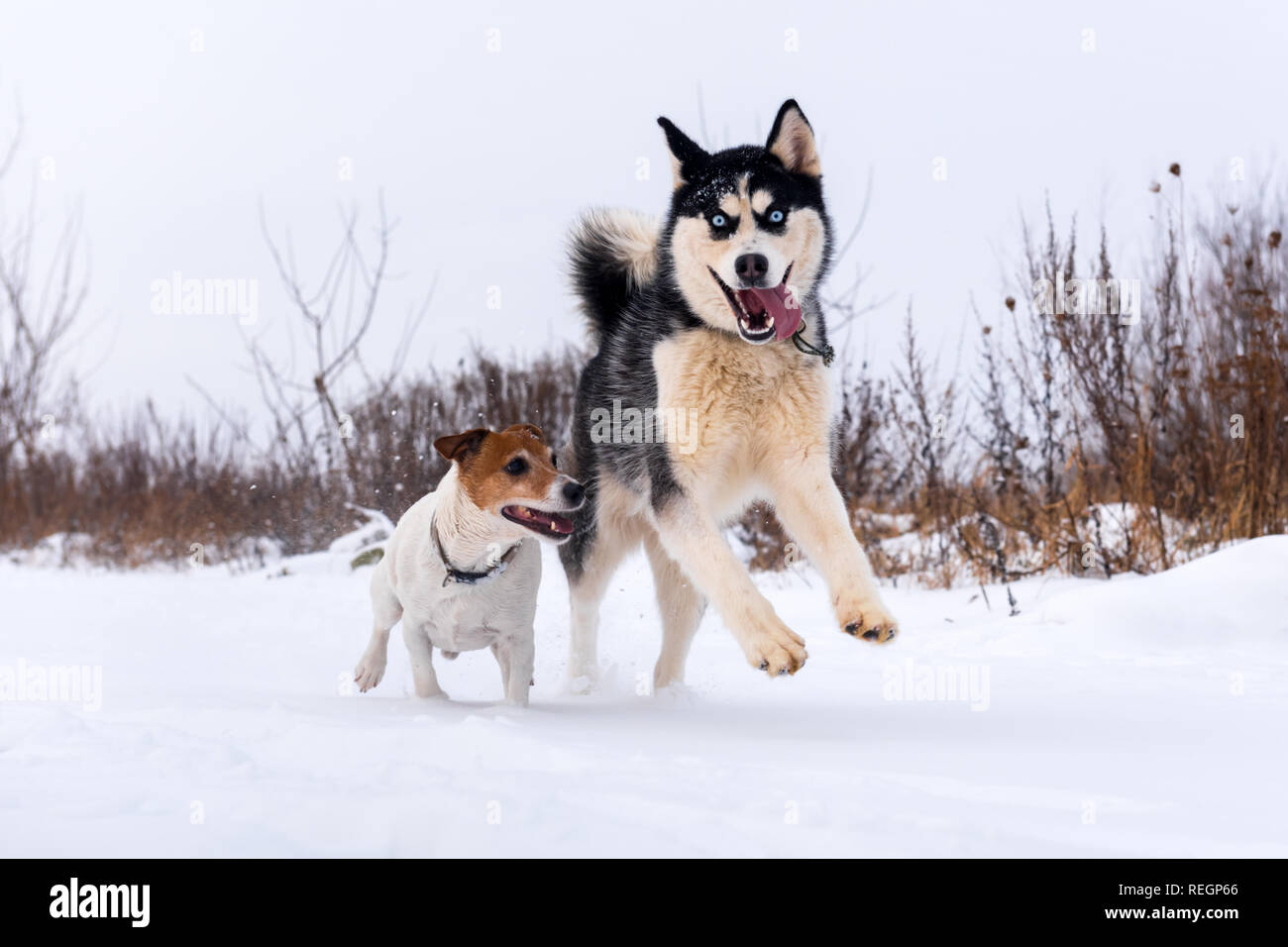 Siberian Husky e jack russel terrier Cani giocando sul campo d'inverno. Felice puppys nella neve soffice. Fotografia degli animali Foto Stock