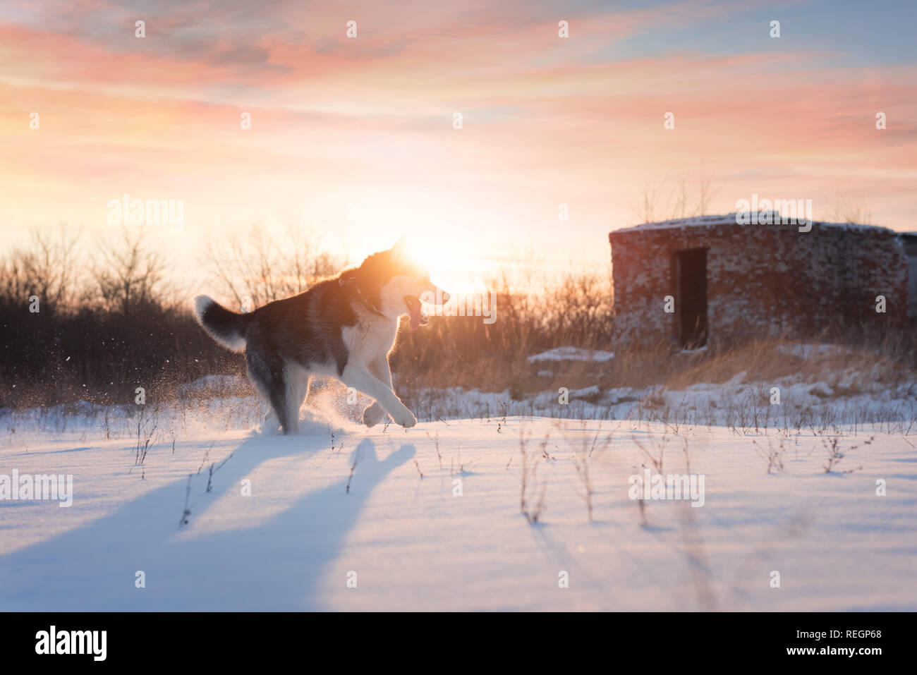 Siberian Husky cane a giocare sul campo d'inverno. Happy puppy in soffice neve. Fotografia degli animali Foto Stock