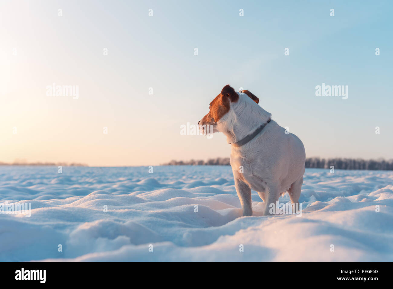 White jack russel terrier cucciolo sul campo nevoso. Cane adulto con lo sguardo serio Foto Stock