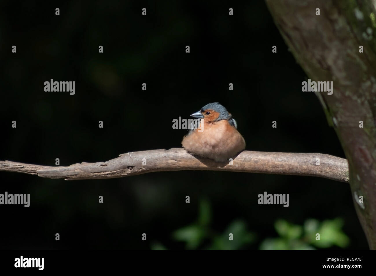 Maschio di fringuello appoggiato su di un ramo Foto Stock