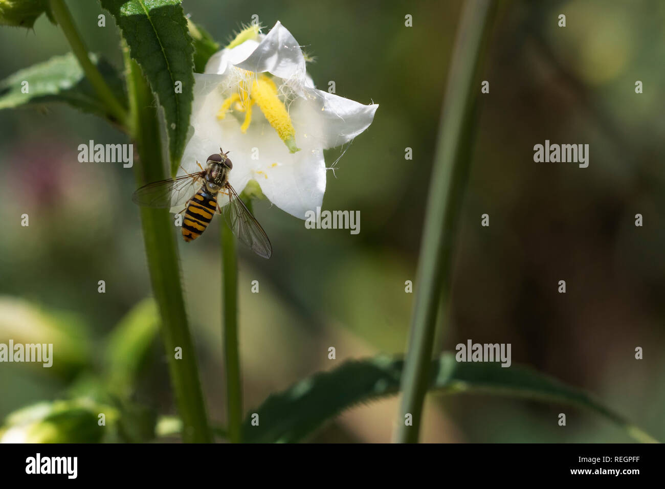 Hoverfly alimentazione da un fiore bianco Foto Stock