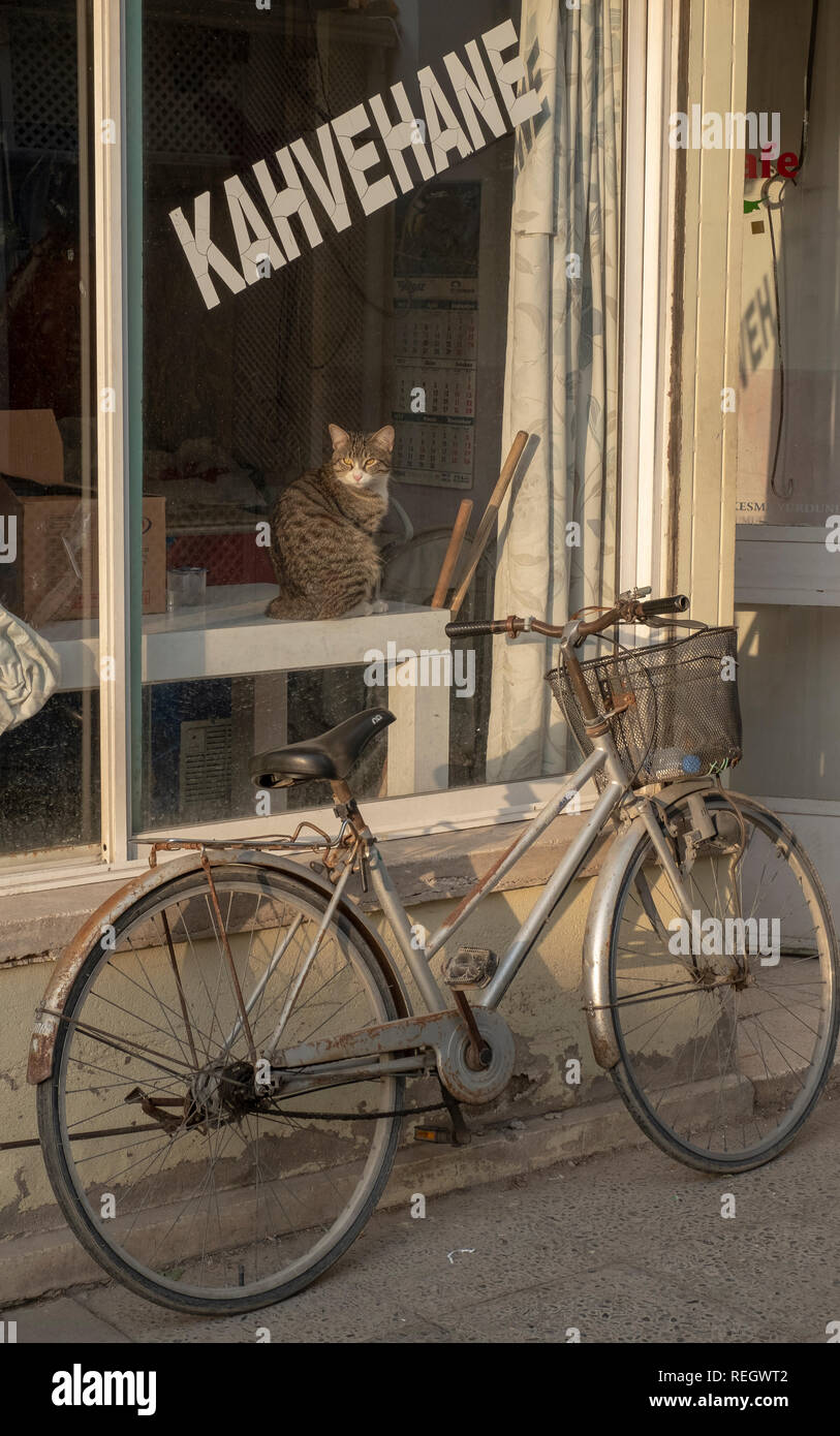 Un gatti seduti in un caffè vetrina nella parte settentrionale di Nicosia, Cipro. Foto Stock