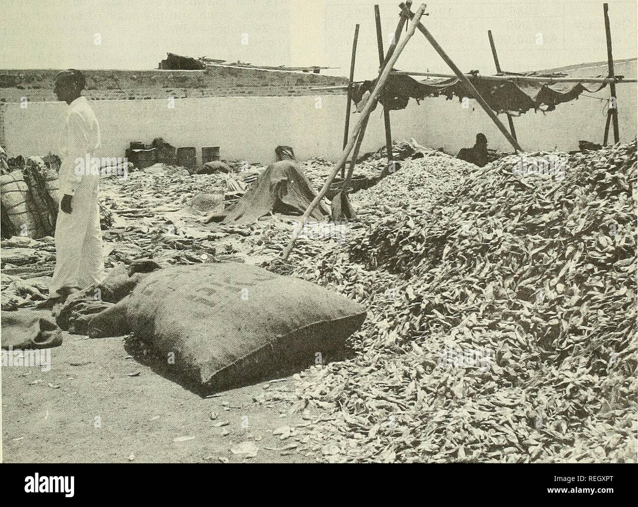 . Pesca commerciale di revisione. La pesca e il commercio di pesce. Fig 4 - il pesce fresco di mare Arabico sono portato a questa trafficata Fig. 6 ,- Boy vendita "Kachra" al villaggio di pescatori a 11 miglia da Karachi mercato ogni giorno. (FAO/W. Williams) Karachi. (FAO/W. Williams). Figura 5 - PESCE-cantiere di essiccazione a Karachi,. Si prega di notare che queste immagini vengono estratte dalla pagina sottoposta a scansione di immagini che possono essere state migliorate digitalmente per la leggibilità - Colorazione e aspetto di queste illustrazioni potrebbero non perfettamente assomigliano al lavoro originale. Stati Uniti. National Marine Fisheries Service; U. S. pesci e fauna selvatica S Foto Stock