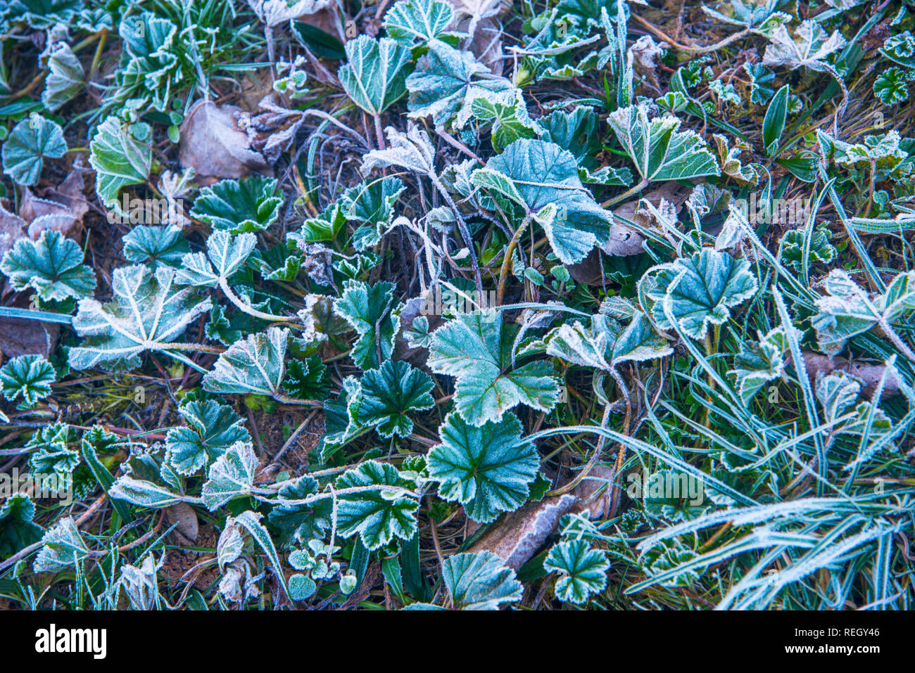 Frosty foglie. Foto Stock
