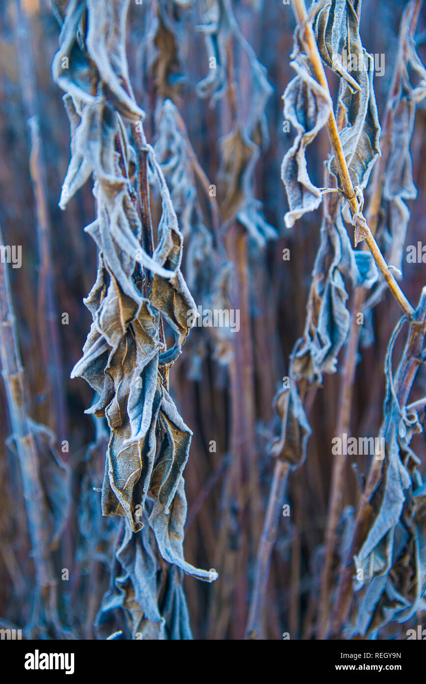 Frosty piante. Foto Stock
