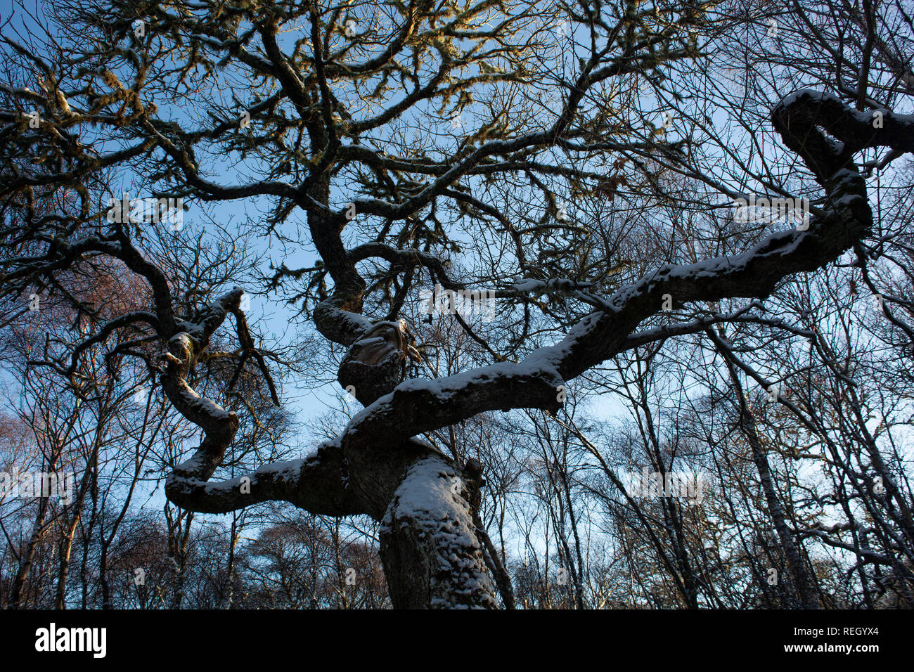 Antica quercia scozzese nella Comunità Gearrchoille legno Ardgay Sutherland Scozia Scotland Foto Stock