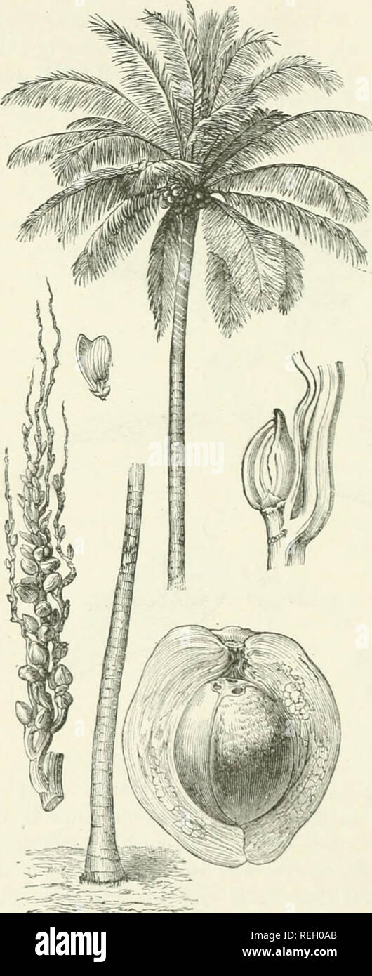 . Botanica commerciale del XIX secolo. Un record di progressi nella utilizzazione di prodotti vegetali nel Regno Unito, e l'introduzione di piante economica nelle colonie britanniche, nel corso del presente secolo. La botanica, economico; Botanica. 138 Botanica commerciale.. Cocoanut (calli nucifera). Tra vege- tabella fibre utilizzate per la spazzola e Ginestra - rendendo più molto im- portant introduc- zioni sono state effettuate, il primo dei quali è ovviamente la lolla fibroso del cacao-dado (Cocos nucifera). Questa fibra, ora in modo generalmente noto con il nome di fibre di cocco, è diventata negli ultimi venti o Foto Stock