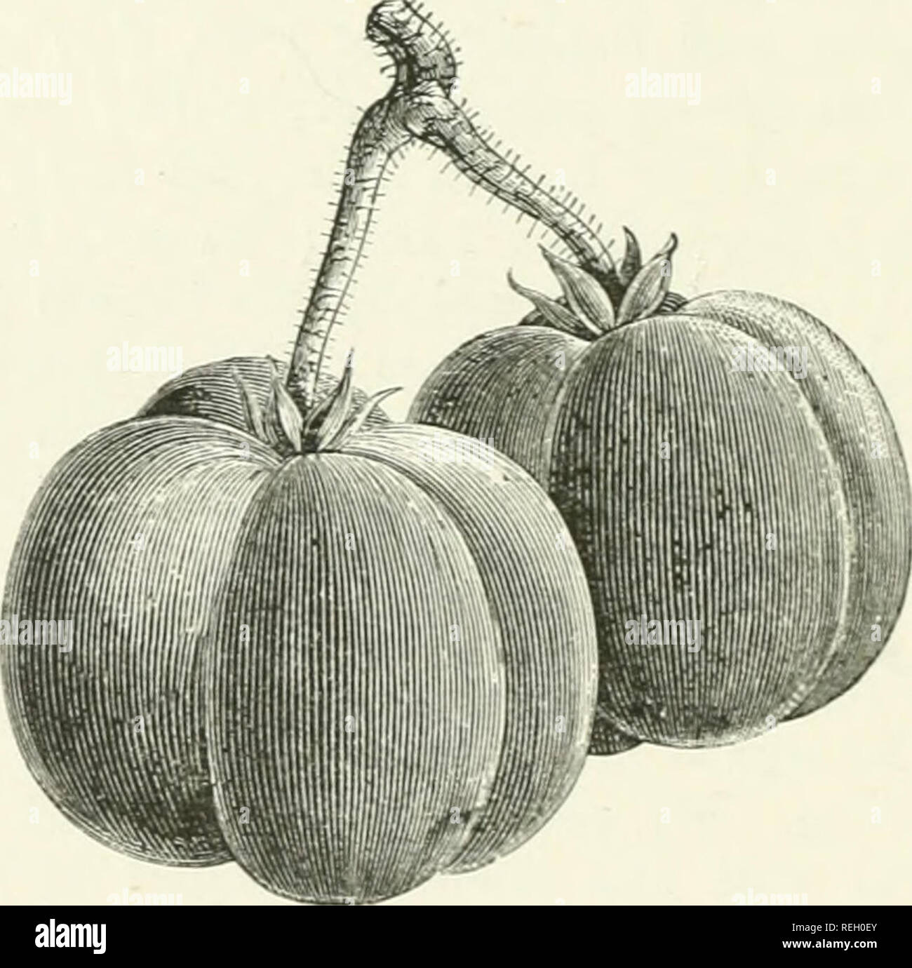 . Botanica commerciale del XIX secolo. Un record di progressi nella utilizzazione di prodotti vegetali nel Regno Unito, e l'introduzione di piante economica nelle colonie britanniche, nel corso del presente secolo. La botanica, economico; Botanica. 40 Commercial botanica. Il sig. Morris, che mostra i valori aumentati durante i quaranta anni che scade nel 1885 :- 1845 1865 1885 Le mele, arance, limoni, &amp;c. - £158,098 £1,131,183 £3,619,788 noci, mandorle, &amp;c. 80,682 424,866 701,910 di uve secche di Corinto, Eaisins, Fig3, &amp;c. - - 648,108 1,629,935 3.265,S25 £886,888 £3,185,984 £7,587,523 tra home-cul Foto Stock