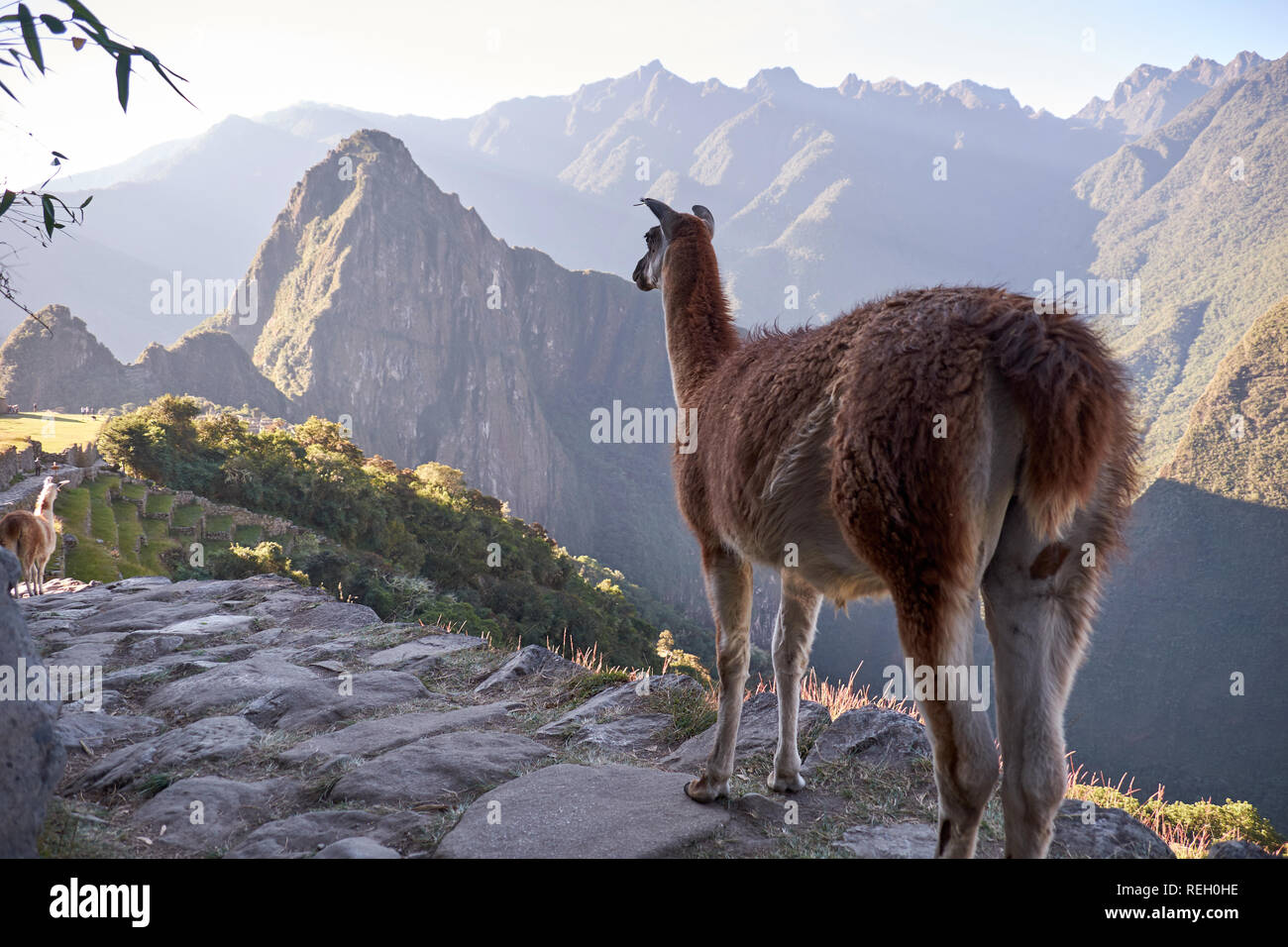 Lama in Machu Picchu mit Blick auf Huayna Picchu Foto Stock