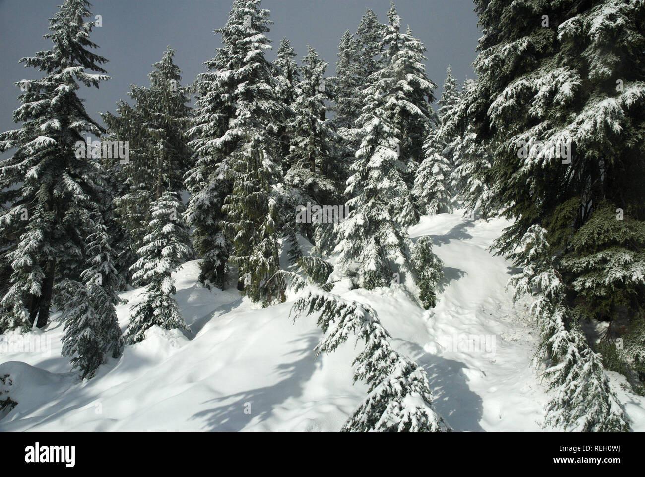 Neve profonda nella foresta, missione, British Columbia, Canada Foto Stock