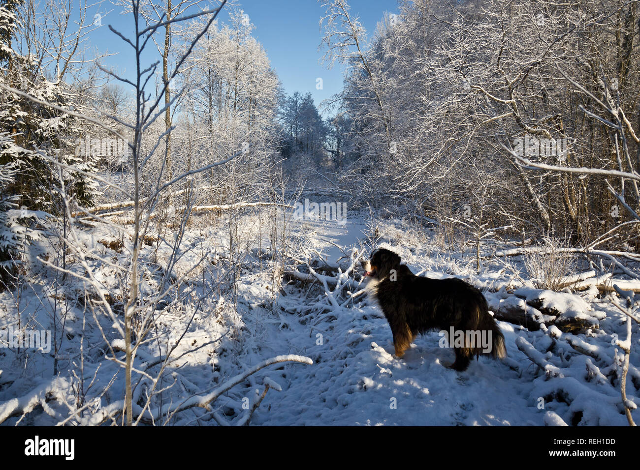 Bovaro del Bernese in inverno nevoso giorno Foto Stock