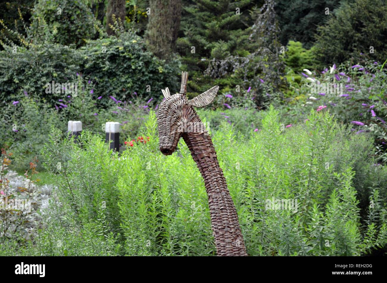 La giraffa nella foresta Foto Stock