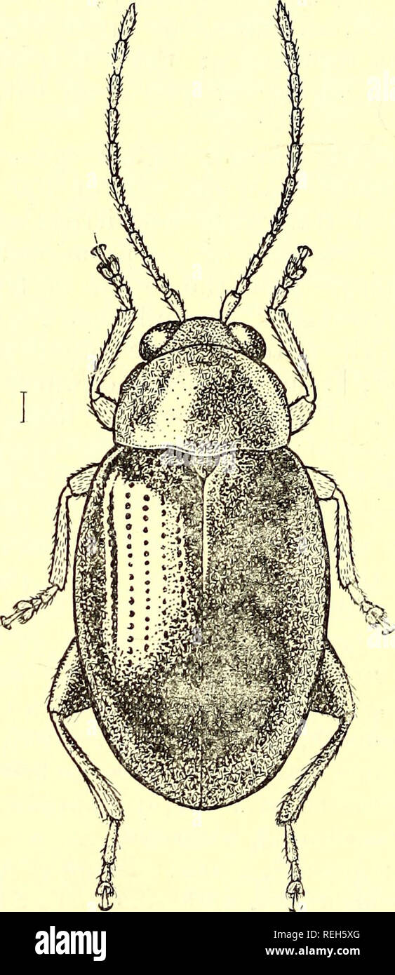. Coleoptera. Chrysomelidae. Chrysomelidae; coleotteri. 282 HALTICiNJE. distinguere questo genere da altri : (1) Il coxal anteriore sono cavità chiusa dietro, (2) il primo segmento del tarso posteriore è più lungo rispetto ai due seguenti segmenti insieme, (3) Il Daw sono appendiculate. L'aspetto generale di insetto è quella di un Aplitliona, ma si distingue per avere la regolarmente elytra punctate- striate e l'anteriore coxal cavità chiusa. Da Aphtho- noides, Jac. (1885; Sumatra, Giappone), questo genere differisce a lungo primo segmento del tarso posteriore. La gamma. La Birmania.. Fig. Foto Stock