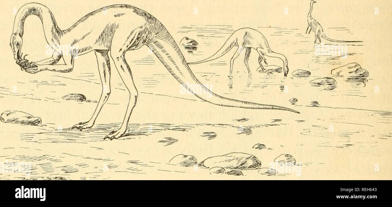 . A sangue freddo vertebrati: parte i pesci. Pesci, anfibi e rettili. I rettili sono lunghi e sottili, mentre la mano è costituito da tre cifre di quasi uguale lunghezza e un pollice, che è impostato su off, come se per afferrare. Le cifre sono ribaltati con lunghi, leggermente ri- griffe curvo, più utile per lo scavo di per afferrare un attivo preda. La forma allungata, esili zampe posteriori mostrano i. Fig. 64. Struthiomtmus, "Struzzi mimic," di alimentazione sui crostacei. Resto- razione in .Il Museo Americano di Storia Naturale di animali sono state un runner non significa il raggiungimento, a seconda di una modalità bilanciata o Foto Stock