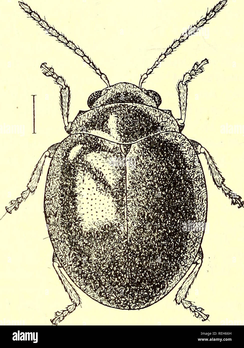 . Coleoptera. Chrysomelidae. Chrysomelidae; coleotteri. 178 HALTIOINjE. 120. Indiche Euphitrea, Jacoby. Indiche Euphitrea, JAC, Ann. Soc. Ent. Belg. xlviii, 1904, p. 391. Corpo ampiamente arrotondati. Colore fulvous pallido. Testa larga e piatta, impunctate ; elevazioni Frontale e carina assente. Antenne ampiamente separato, che non si estende al centro del elytra; i tre segmenti basali splendente, il resto opachi e pubescent; primo segmento il più lungo, club-sagomato, seconda breve, il terzo e seguenti segmenti quasi uguali. Prothoracc circa tre volte più ampia in quanto lungo i lati quasi rettilineo, margine basale b Foto Stock