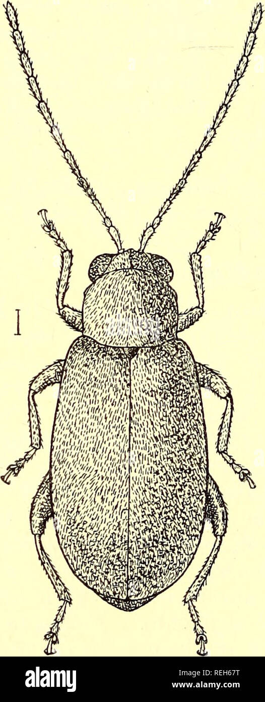 . Coleoptera. Chrysomelidae. Chrysomelidae; coleotteri. 142 HALTICINtE. tibiae più lungo della parte anteriore o medio coppie; primo segmento del tarso posteriore lunga quasi come i seguenti segmenti insieme ; artigli minuto, appendiculate. Lunghezza, 3*5 mm. Bukma: Tenasserim (DoJierty). Assam : Patkai colline (Doherty). Tipo nel British Museum. Descritta da due esempi. 86. Lomasa Hespera *, nom. nov. Sericea Allomorvha, Jacoby, Ann. Mus. Civ. Genova, XXXII, 1892, p. 934. Marrone scuro, interamente vestita di giallo-oro tomentosità; i segmenti apicale delle antenne e l'apice della sezione posteriore Foto Stock