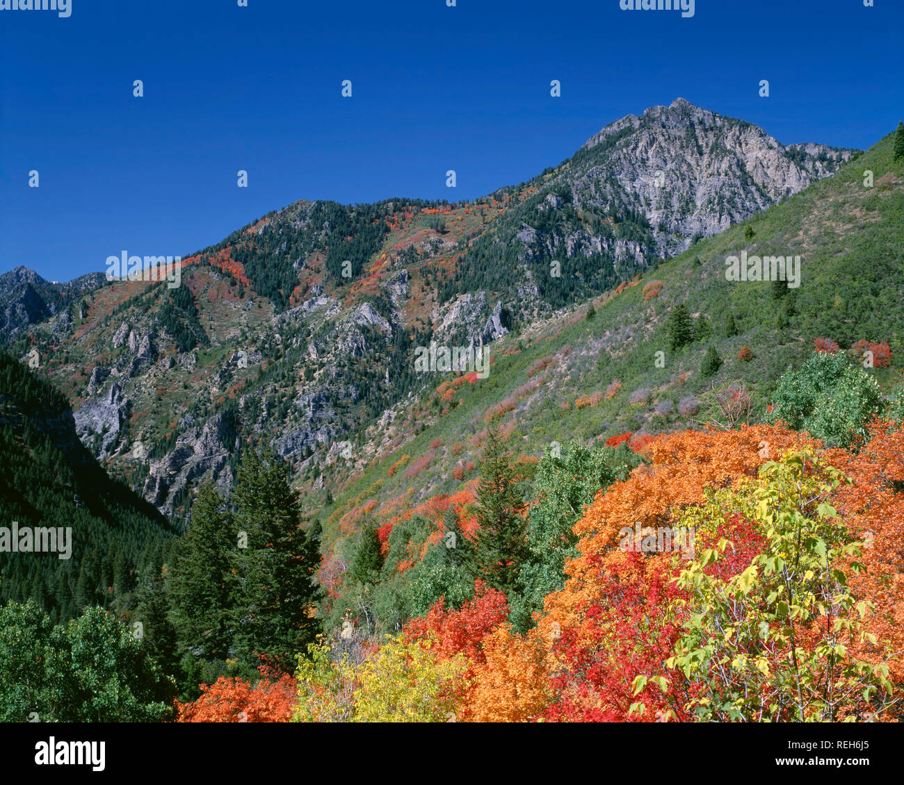 Stati Uniti d'America, Utah, Uinta National Forest, Box Elder Peak sorge al di là della caduta di acero colorato lungo il Loop Alpine Scenic Byway. Foto Stock