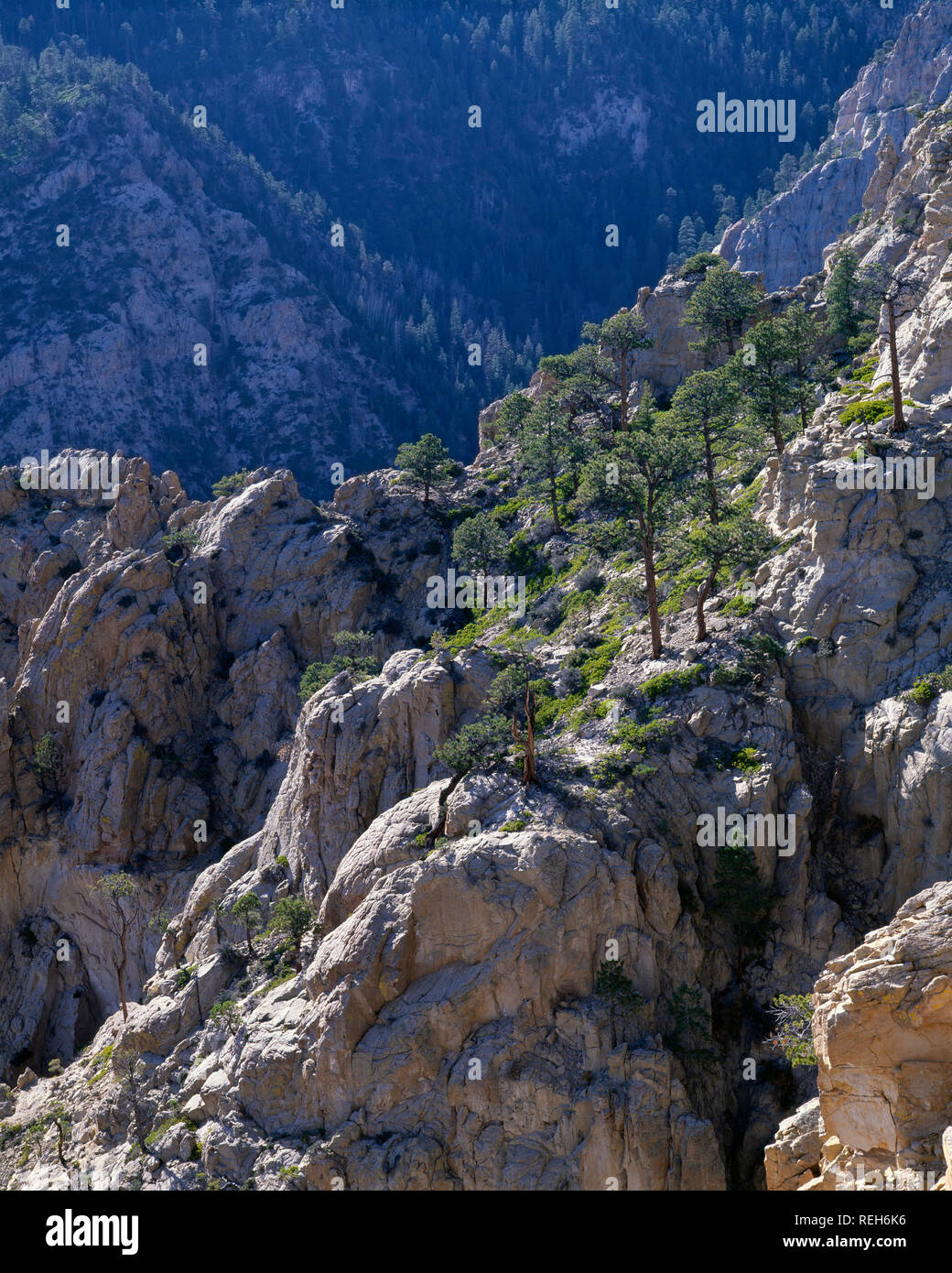 Stati Uniti d'America, Utah, Dixie National Forest, sparsi pini crescono sulle scogliere di arenaria sopra Box-Death deserto cava, visto da Hells ponte dorsale. Foto Stock