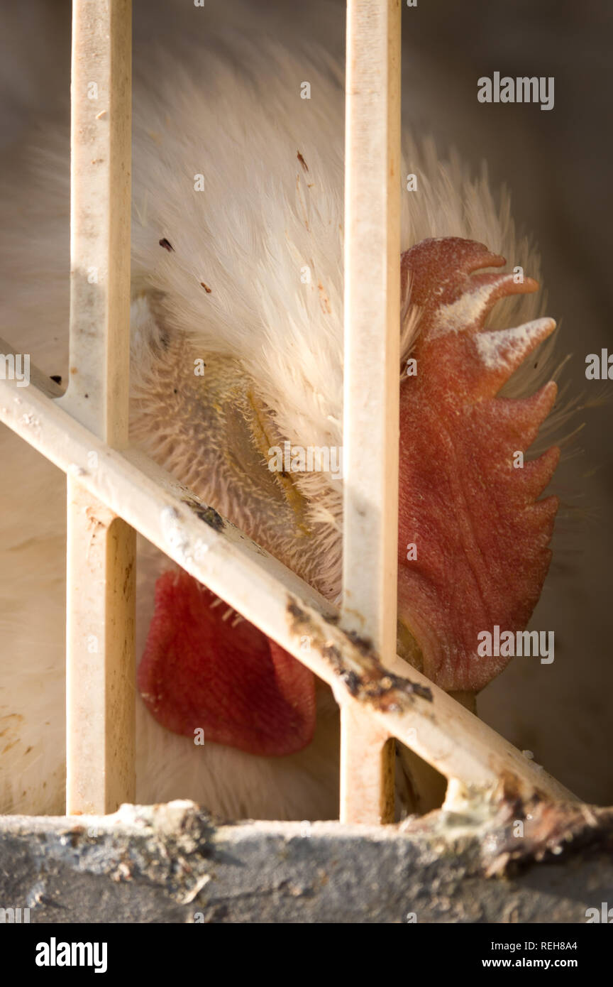 Angosciata e esaurito graticola pollo in gabbia di trasporto su live haul carrello, British Columbia, Canada. Foto Stock