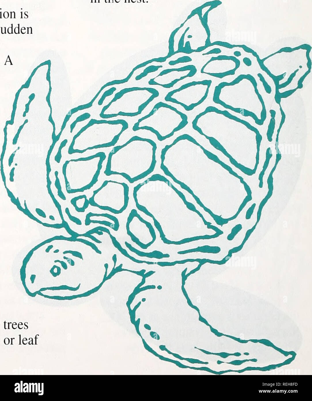. Coast Watch. Risorse Marine; oceanografia; gestione delle zone costiere; ecologia costiera. la costa in autunno. Il vento non concentrare gli uccelli in primavera." alcuni uccelli migratori rivendicazione Carolina del Nord come il loro inverno home. "Se sei dal Canada del nord, nord Carolina sembra un ottimo posto per l'inverno," dice Parnell. Ogni anno, il lago Mattamuskeet è visitato da 25.000 a 30.000 snowy white-ospiti. Da Novembre a Febbraio il lago è a casa per la tundra swan, dalla tundra in Alaska e nord- ovest territori, nonché un piccolo gregge di oche canadesi, le oche delle nevi e tho Foto Stock