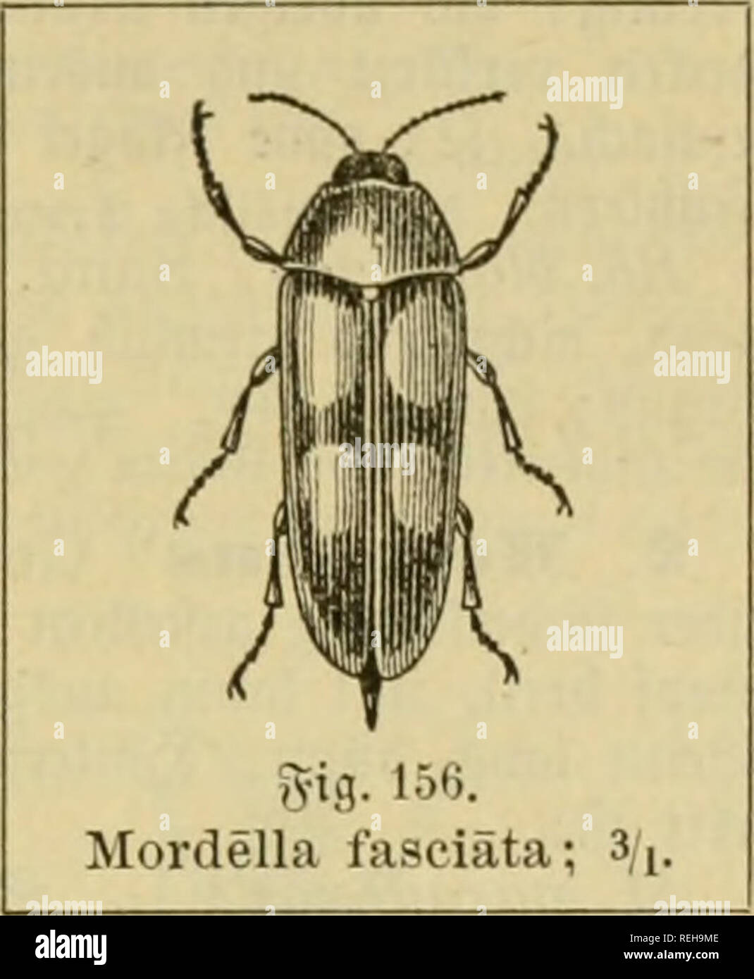 . Il dott. Johannes Leunis sinossi der thierkunde. Ein handbuch fÃ¼r hÃ¶qui lehranstalten und fÃ¼r alle, welche sich wissenschaftlich mit der naturgeschichte der thiere beschÃ¤ftigen wollen. Animali. I. Coleoptgra. ÃÃ¤fer. 151 32. %. Iflorflellillae' (Â§. 913,32.). P^Ier llgticbmg, fabcnÂ" Â§. 919. fÃ¶vmig obcv leid)! Gejagt; iiopf fcntvccfjt, mit bcm 9}funbe un bie S8orbcrf)iiftcu angelegt, niel bveitex- aÃ¼ bcv inivbewanb bcÃ¶ $A1^fcf)i(BC6, Ijiuten ()alÂ"'fÃ¶i-mig ncvÂ engt"; "Obcvfiefer innen mit l)Ã¤ntigem Â©anme; Snbglieb ber il'iefevtaftcv tieilfÃ¶vmig; Singen gvof?, oiml; .!ipa(Â")d) Foto Stock