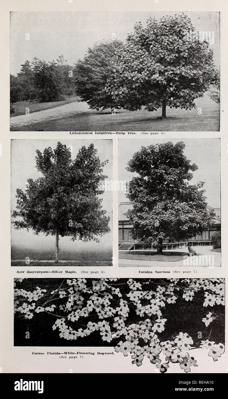 . C. M. Hobbs &AMP; figli. Vivai orticoli cataloghi; sempreverdi cataloghi; alberi da frutto cataloghi; piante rampicanti cataloghi; arbusti cataloghi; fiori cataloghi; Verdure cataloghi. . Si prega di notare che queste immagini vengono estratte dalla pagina sottoposta a scansione di immagini che possono essere state migliorate digitalmente per la leggibilità - Colorazione e aspetto di queste illustrazioni potrebbero non perfettamente assomigliano al lavoro originale. C. M. Hobbs &AMP; figli; Henry G. vivaio di Gilbert e il commercio di sementi Catalogo Collezione. Bridgeport, ind. : C. M. Hobbs &AMP; figli Foto Stock