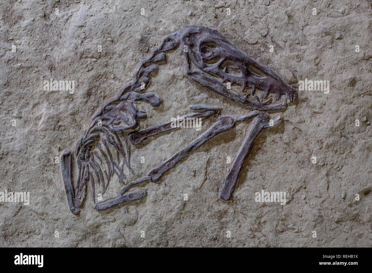 Una foto di un vecchio animale fossilizzato su una lastra di pietra calcarea Foto Stock