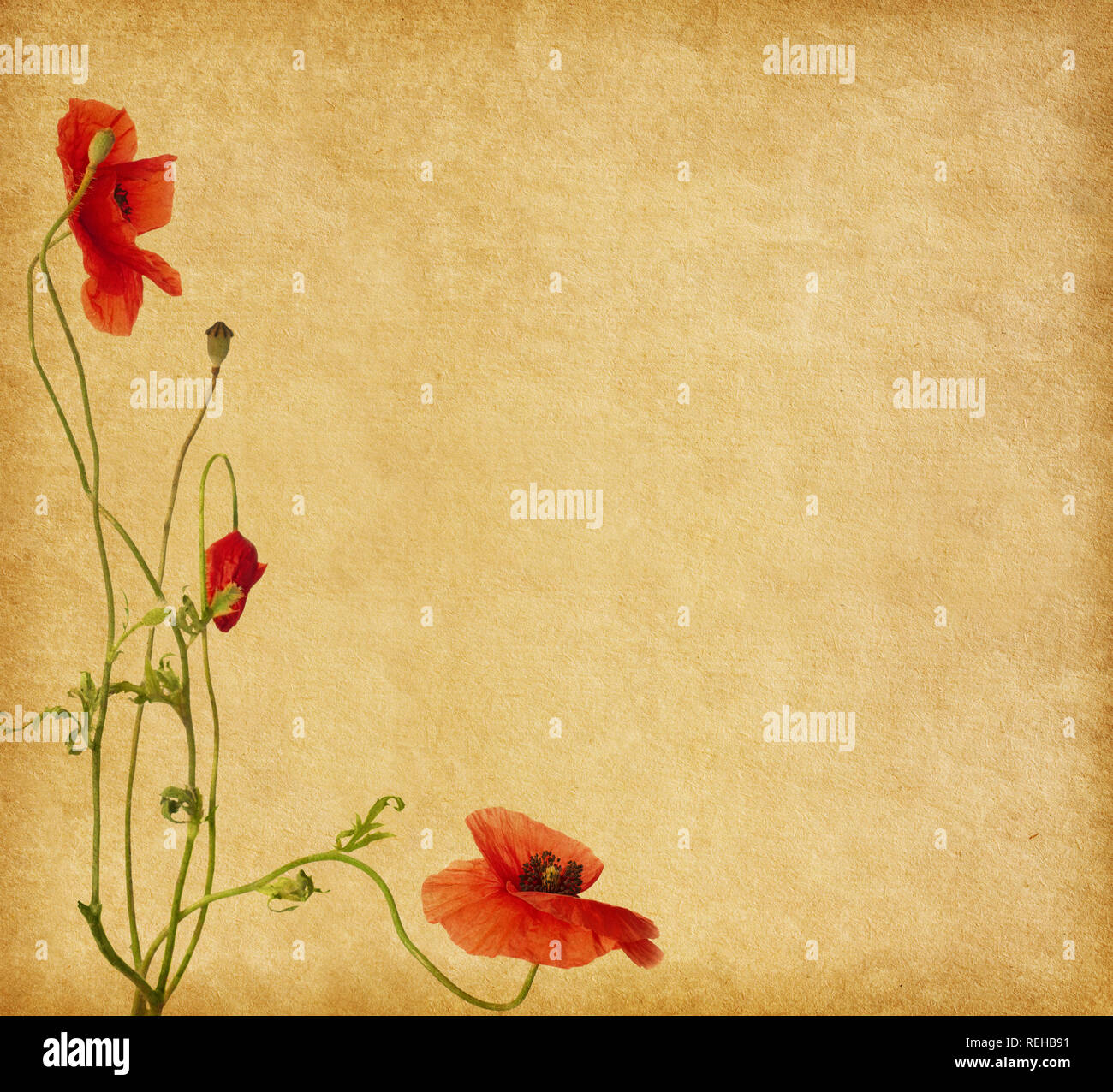 Texture della carta con il papavero Foto Stock