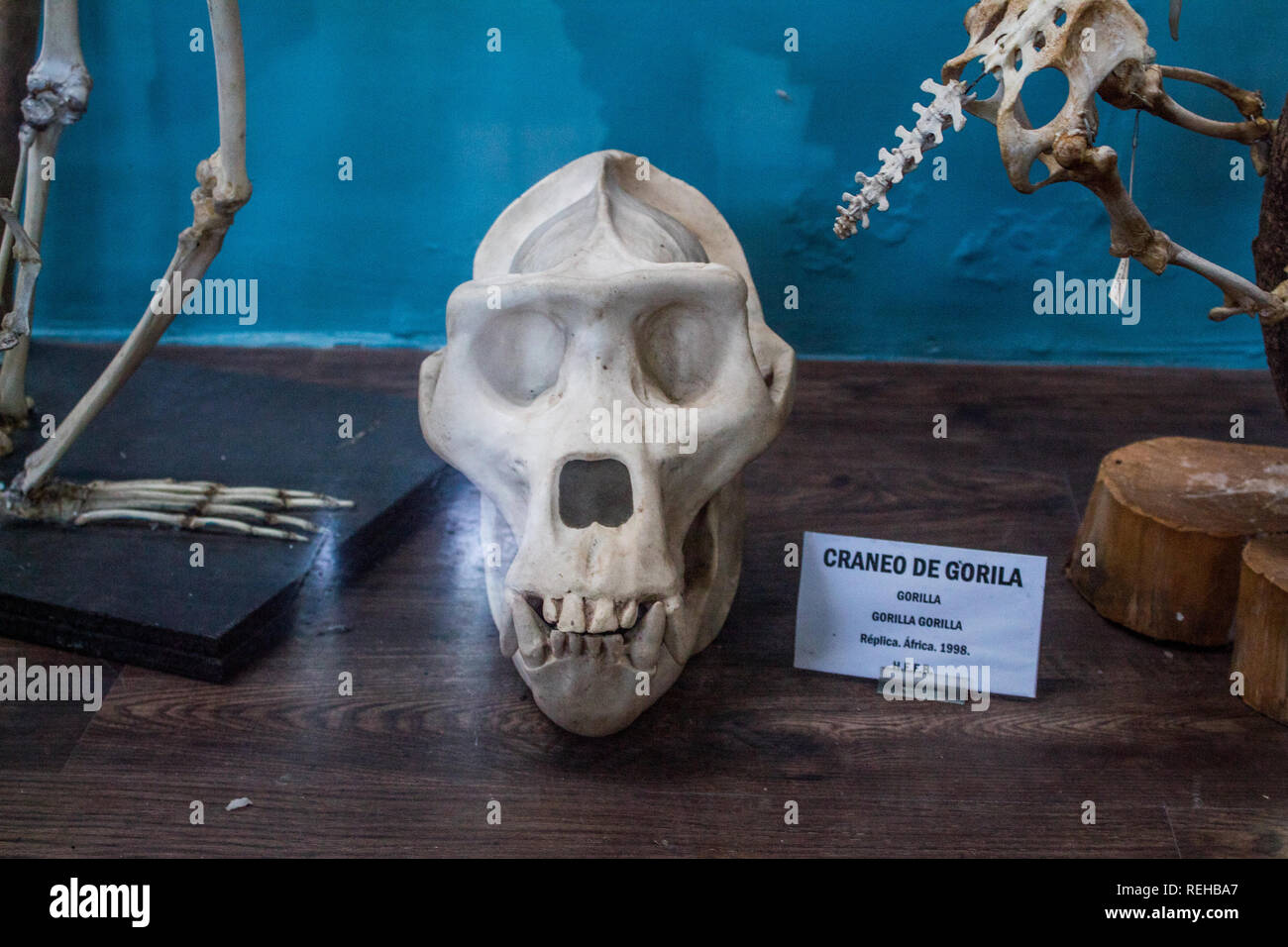La foto di un riprodotto il cranio di un gorilla. Foto Stock