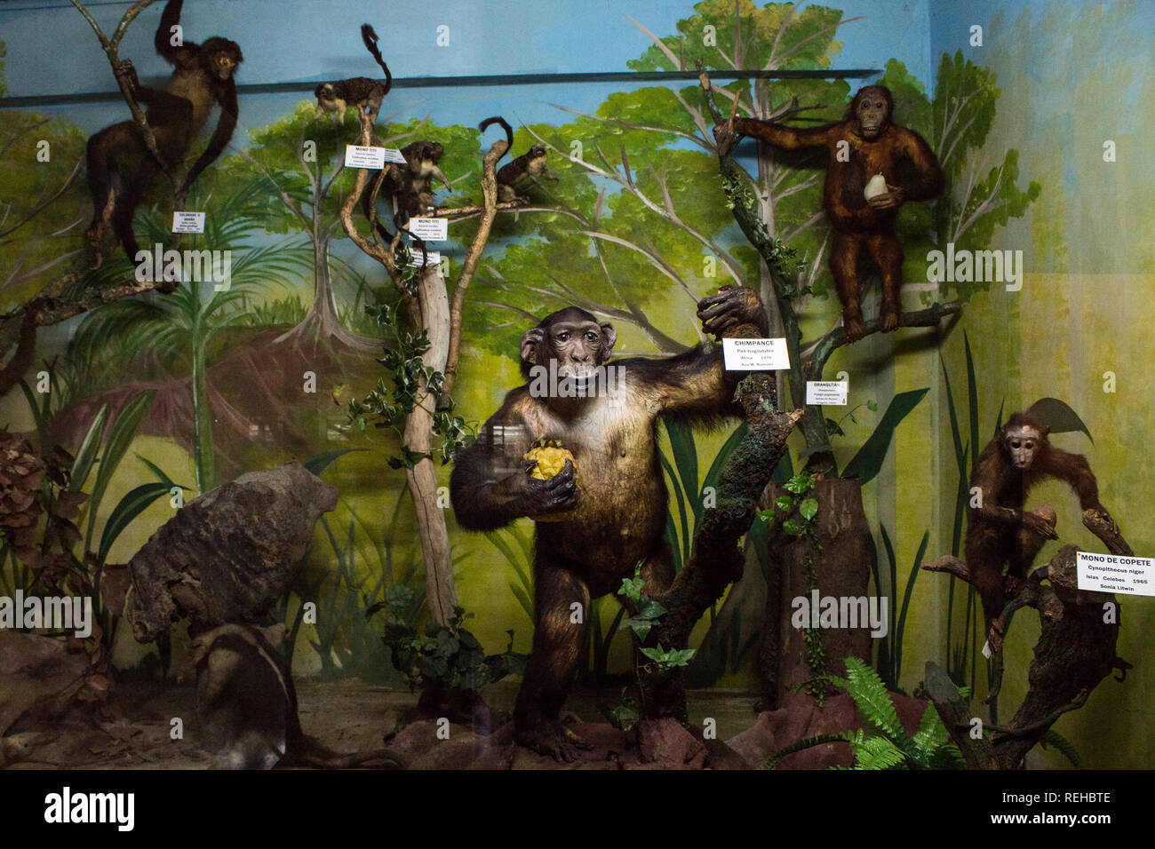 Un display di primati (orangutan, scimpanzé ecc.) presso la Salle Museo di Storia Naturale, San Jose, Costa Rica Foto Stock