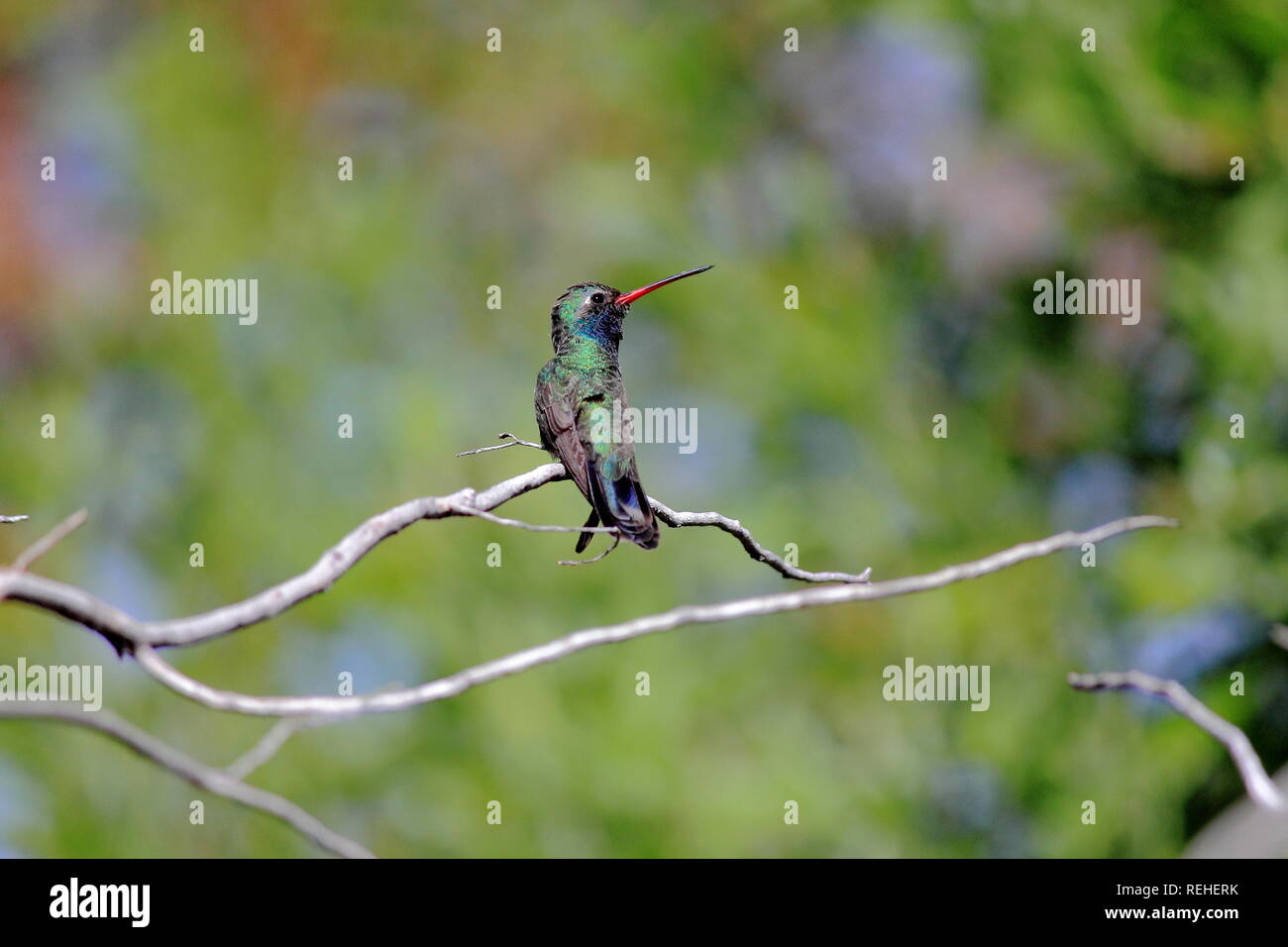 Ampia fatturati hummingbird appollaiato sul ramo fornendo profilo della testa con un bellissimo sfondo bokeh di fondo di molti colori. Foto Stock