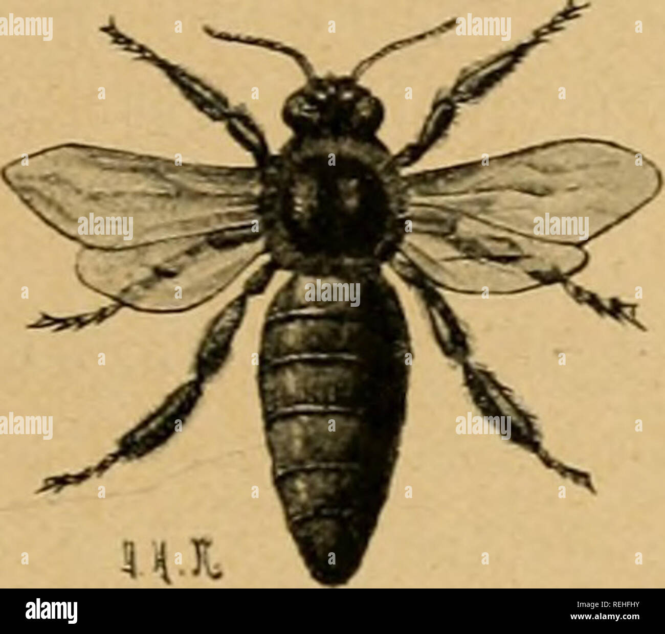 . Il dott. Lampe Bienenzucht del. : PopulÃ¤res Handbuch der anatomie, zucht, pflege und sÃ¤mtlicher krankheiten der bienen, sowie ein nachschlagewerk ausfÃ¼hrliches aller die betreffenden imkerei verrichtungen. Api; Bee cultura. 9Jrten ber SÃ¶icne. 29 â JJacf) campana 33criditfii, bic Ã¼ber bie Apis dorsata eingeijaiigcii fiitb, idjchit cÂ§, baÂ§ fie 5ur ^ud^i* tauglich fein mÃ¼rbe, nameiitlid) i)"t" bieÂ eoii ber idiiDarjen 9(rt anjuiiefjmen. Stuf boÂ" Urteil ber Siitgelioreiieii ift allerbiiigs lÃ¼dit nicl ju geben, Iiaben biefe bie Apis dorsata bod) fÃ¼r ^orniffen gebaltcn. Sn einem 33riefe bes 93fr Foto Stock